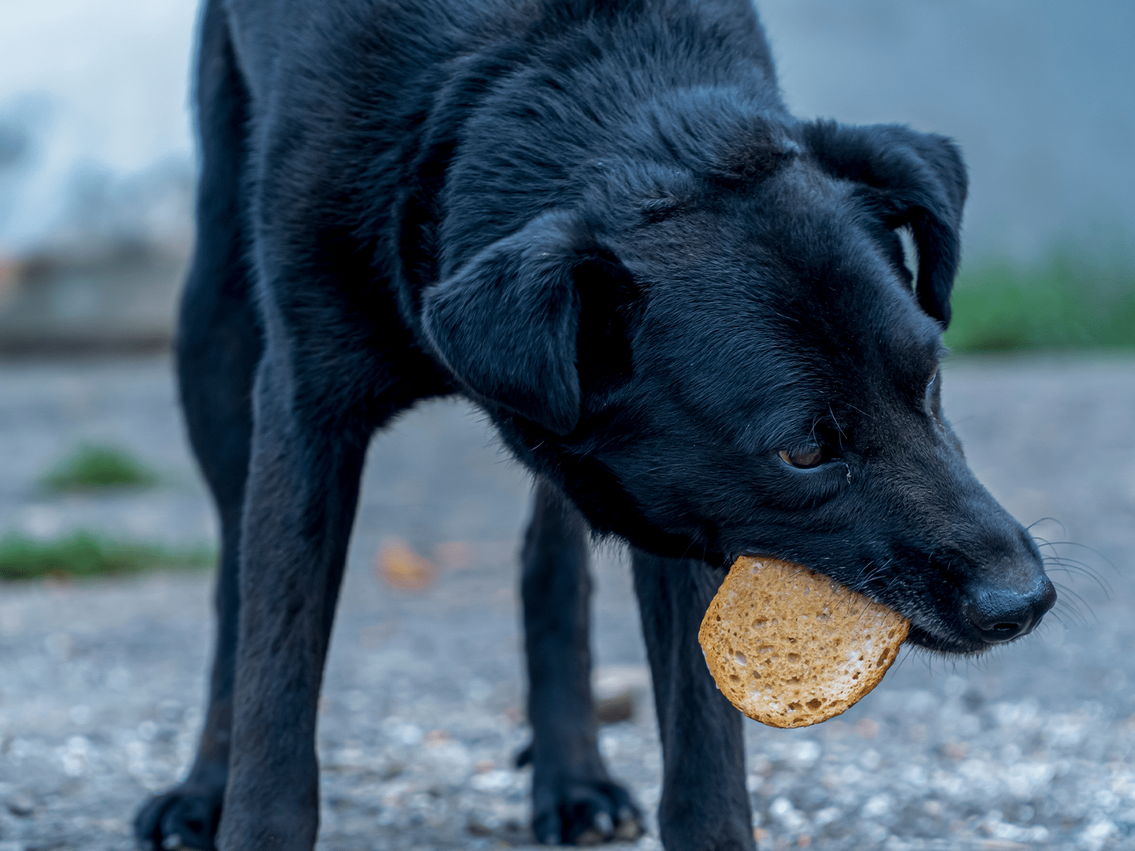 Waarom eet een hond beschimmeld brood?