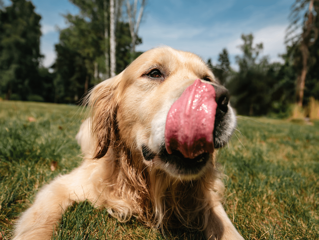 Hond eet aanmaakblokje? Wat te doen en tips