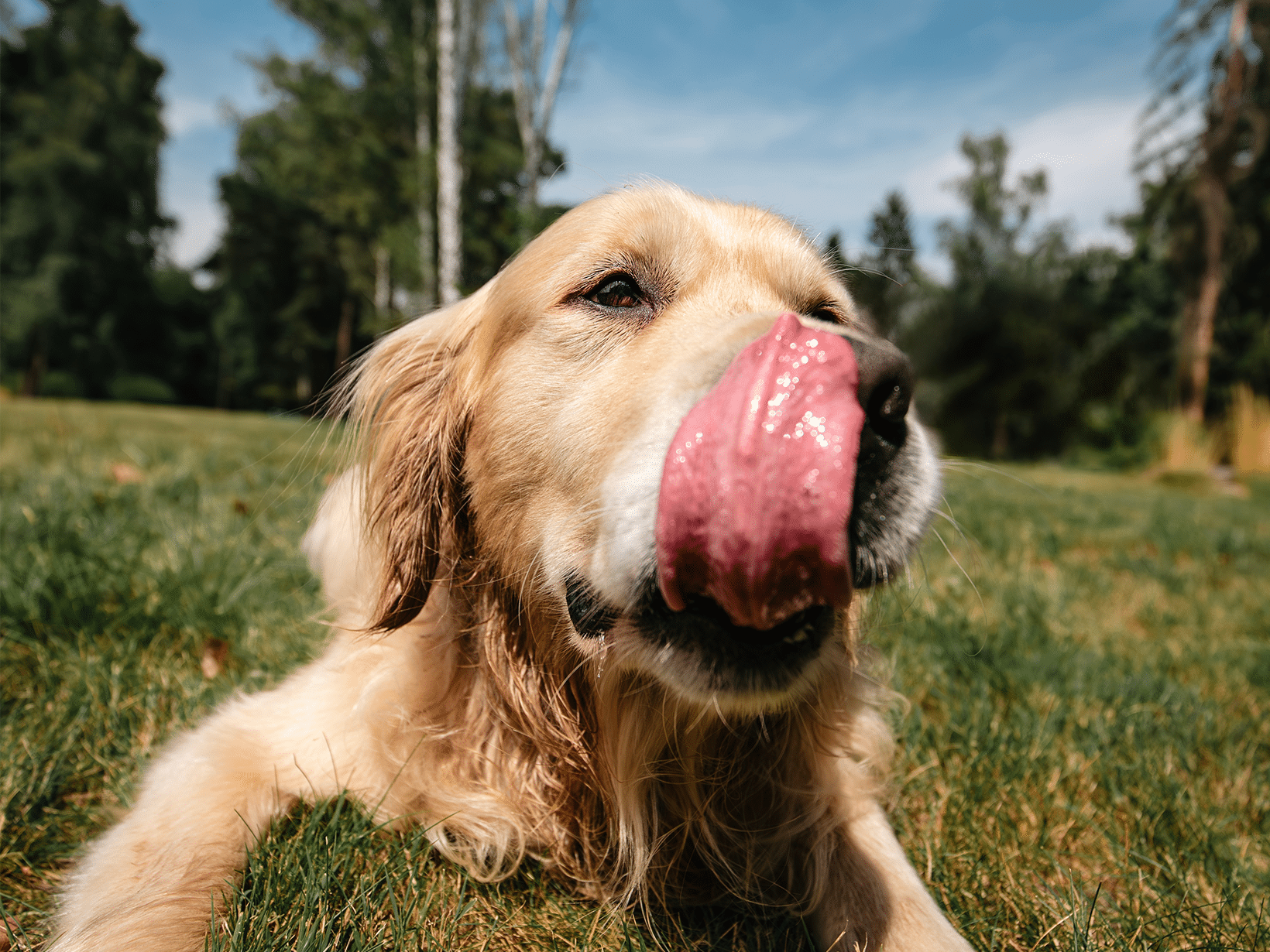 Waarom eet een hond een aanmaakblokje?