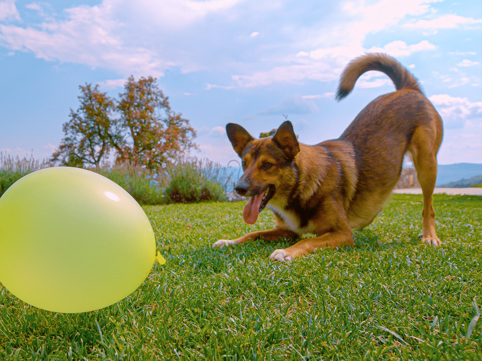 Waarom eet een hond een ballon?