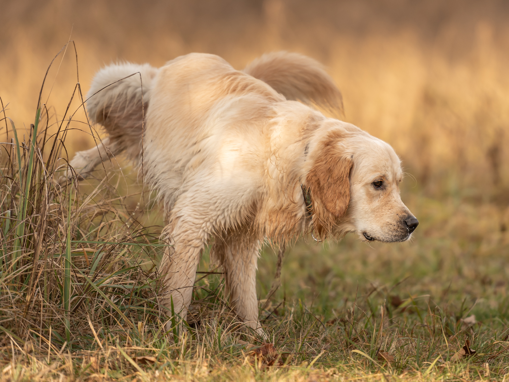 Symptomen van een blaastumor bij een hond