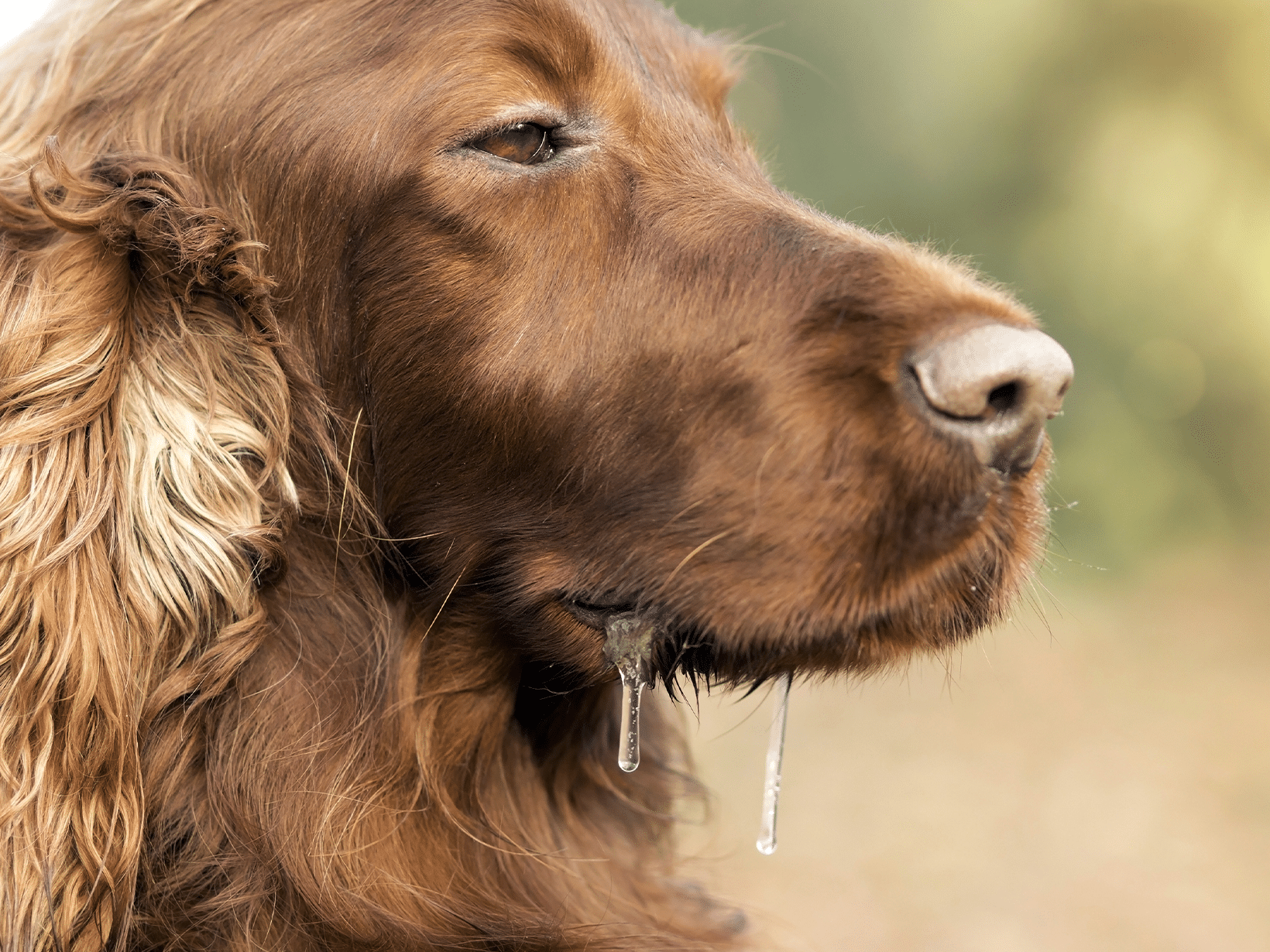 Symptomen van eikenprocessierups bij een hond