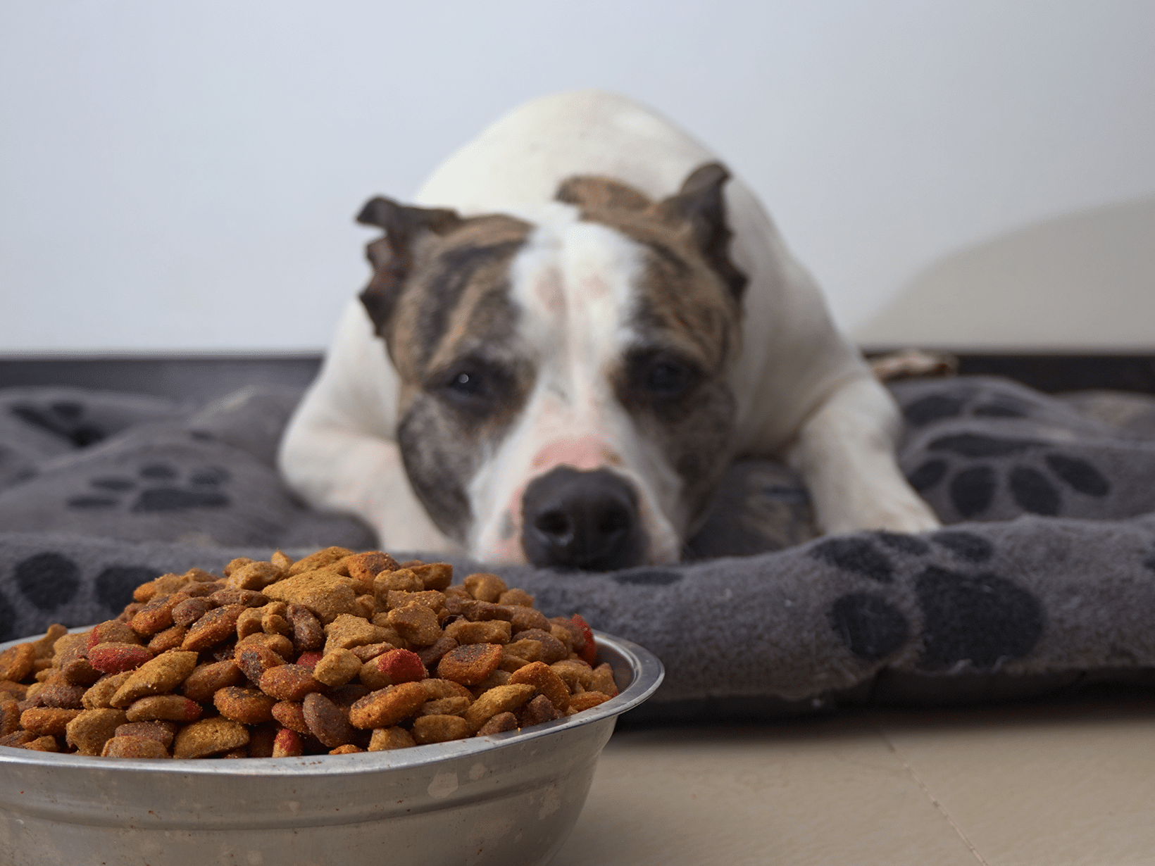 Symptomen van het eindstadium nierfalen bij een hond