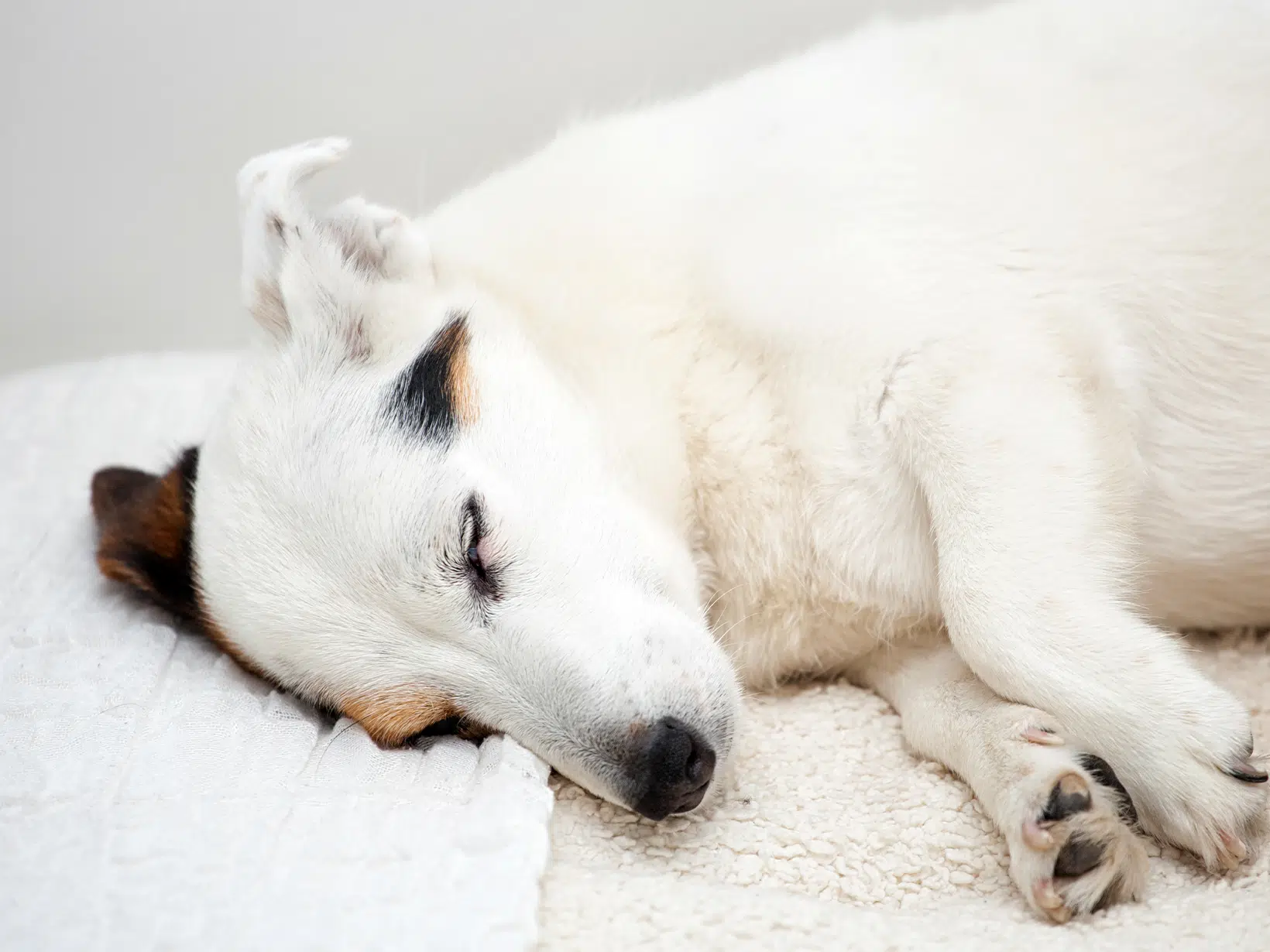 Symptomen van epilepsie bij een hond