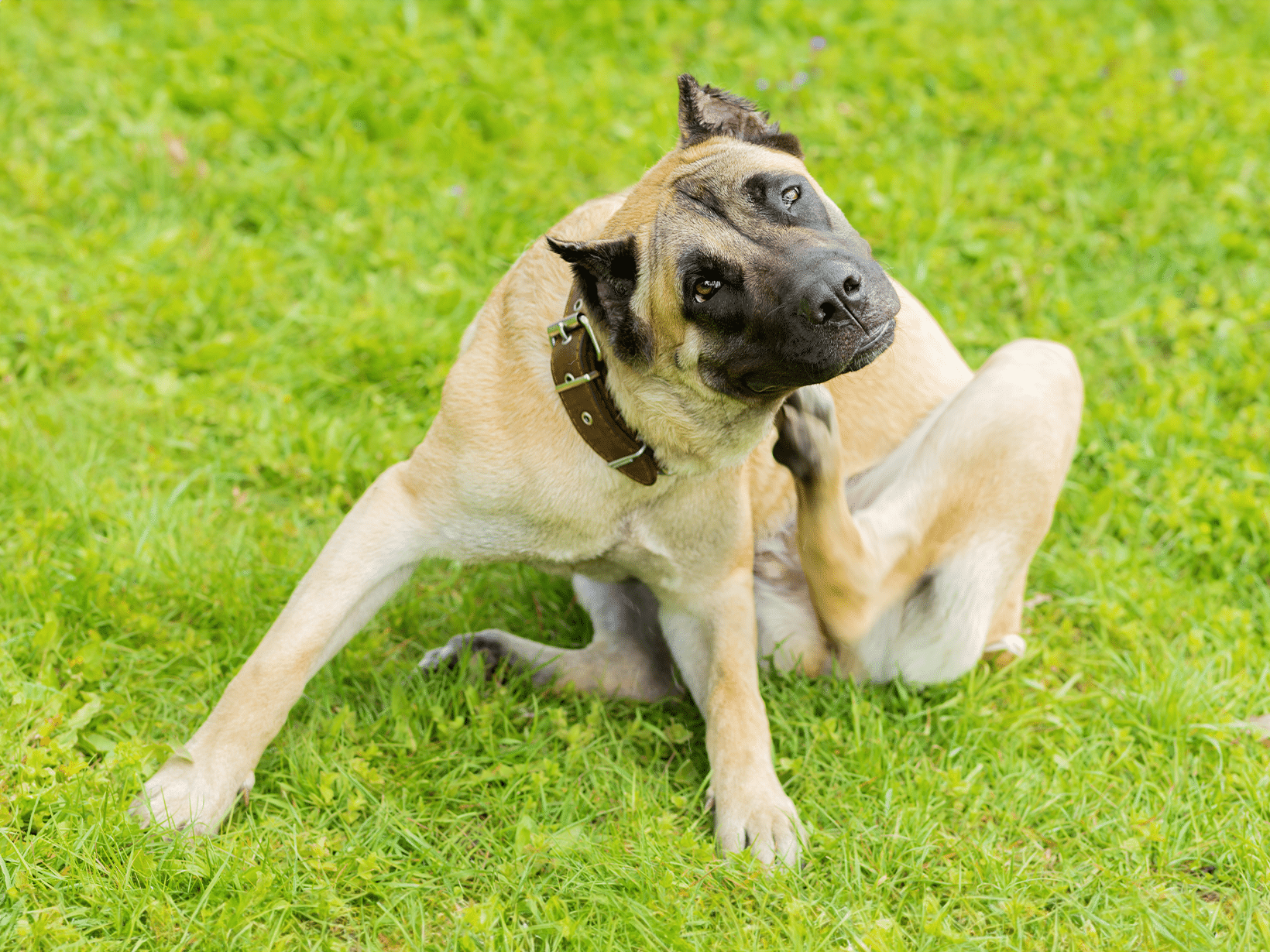 Symptomen van galbulten bij een hond