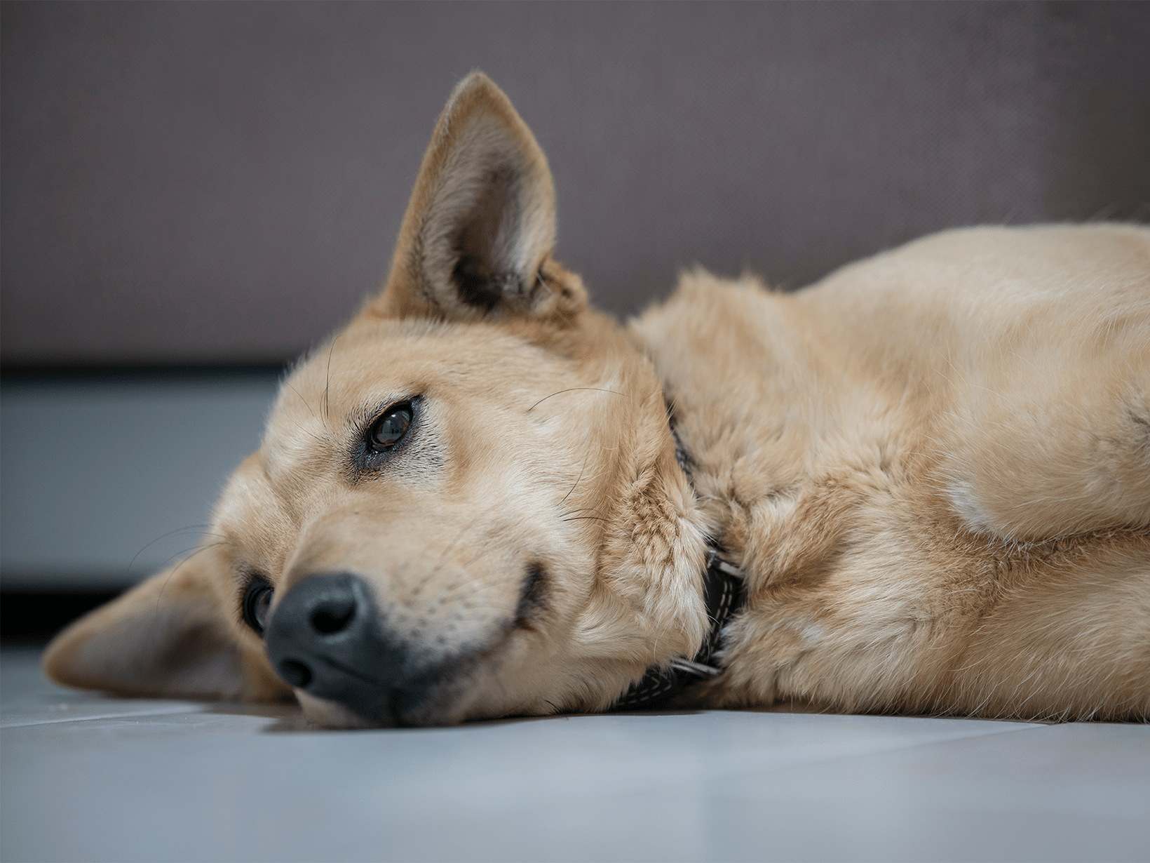 Symptomen van galstenen bij een hond