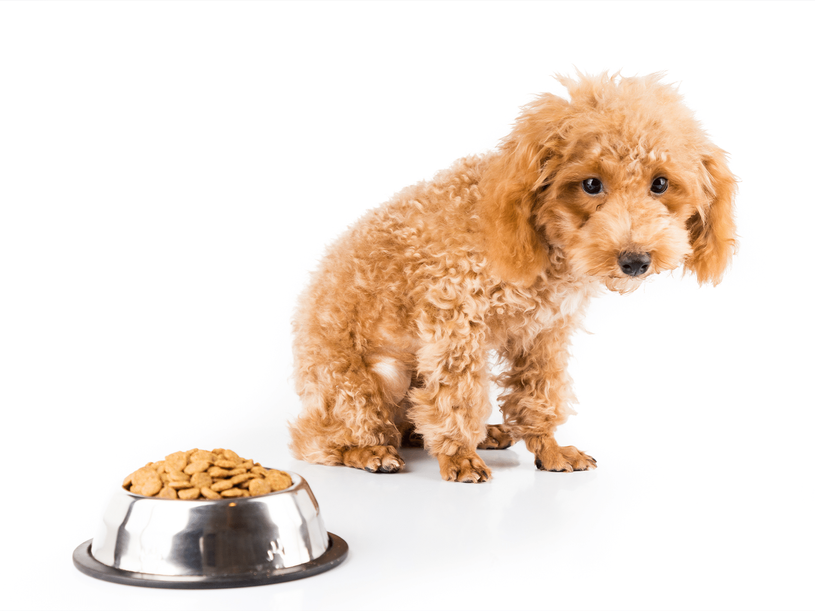 Symptomen van gastritis bij een hond