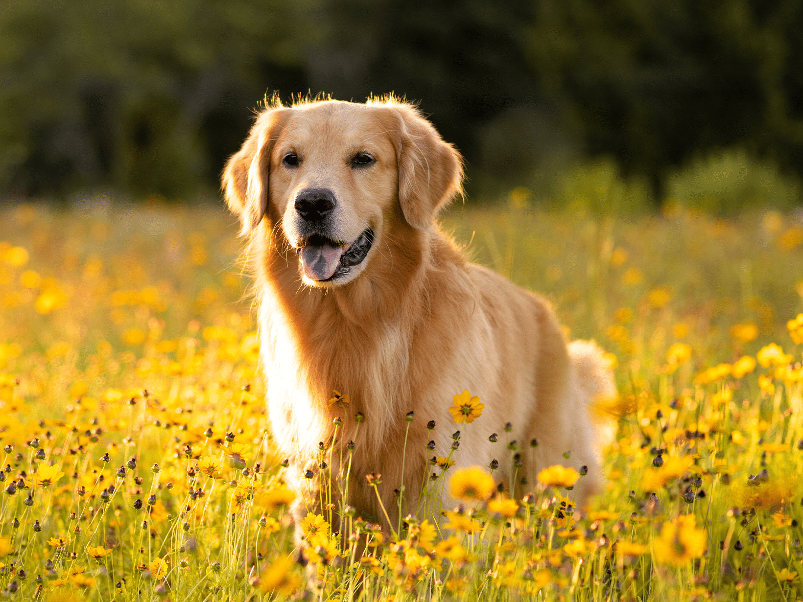 Symptomen van hooikoorts bij een hond