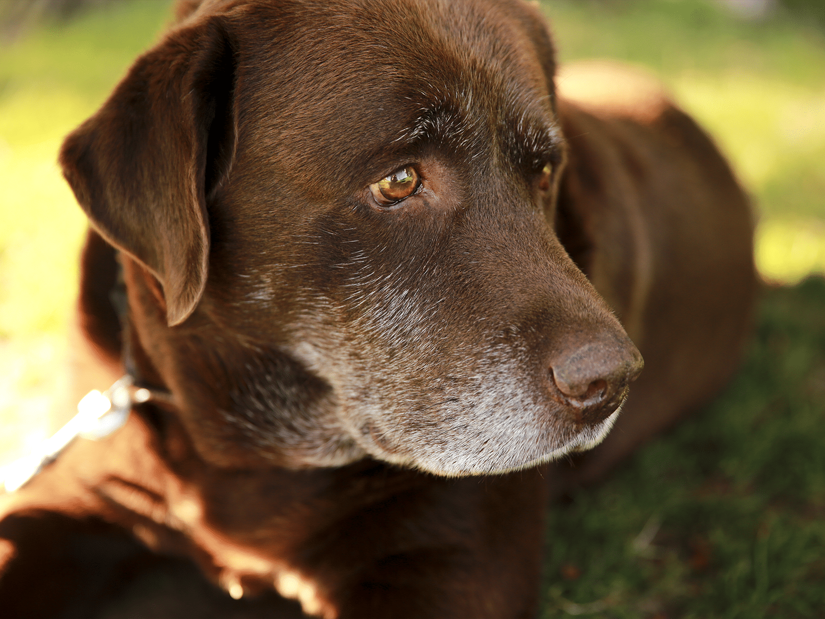 Symptomen van een hond met autisme