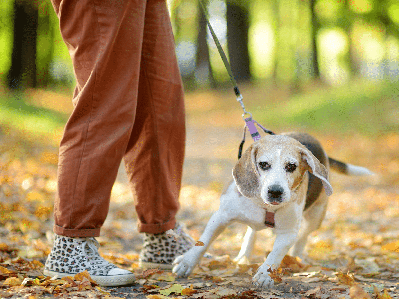 Symptomen van een overprikkelde hond