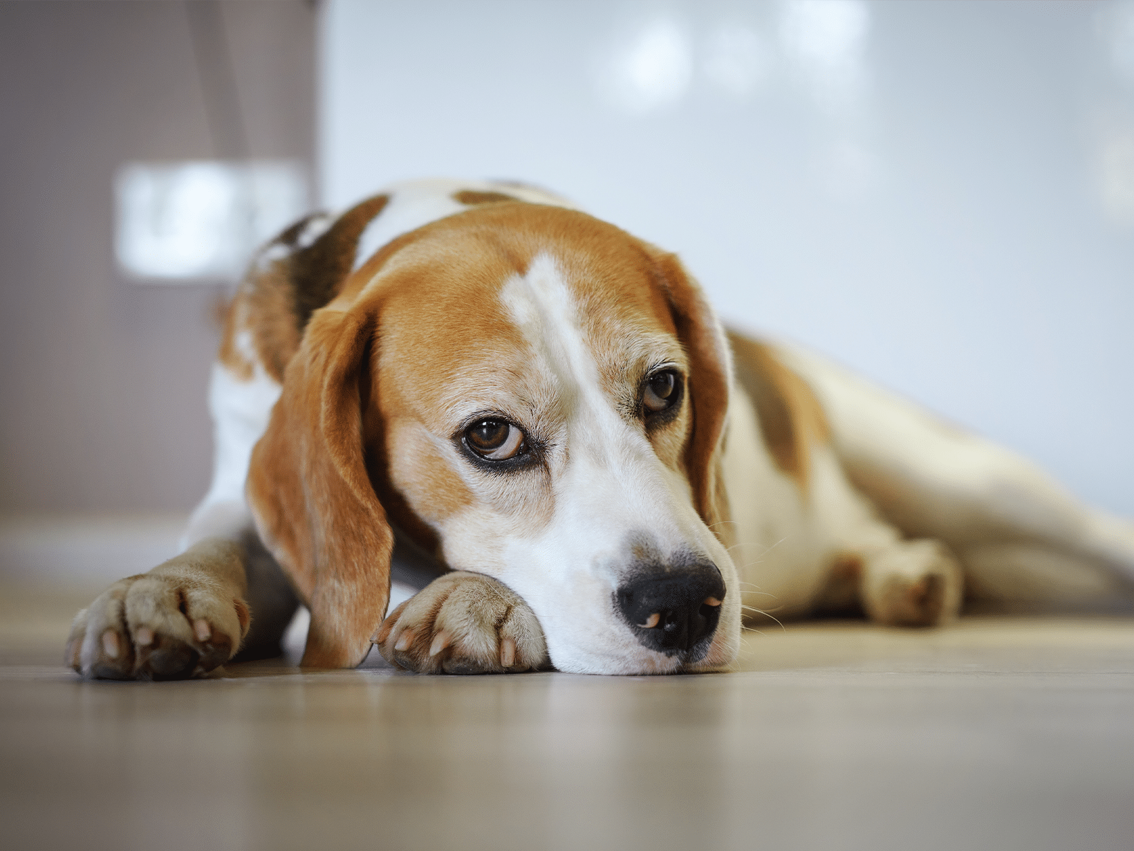 Symptomen van een hond met rugpijn