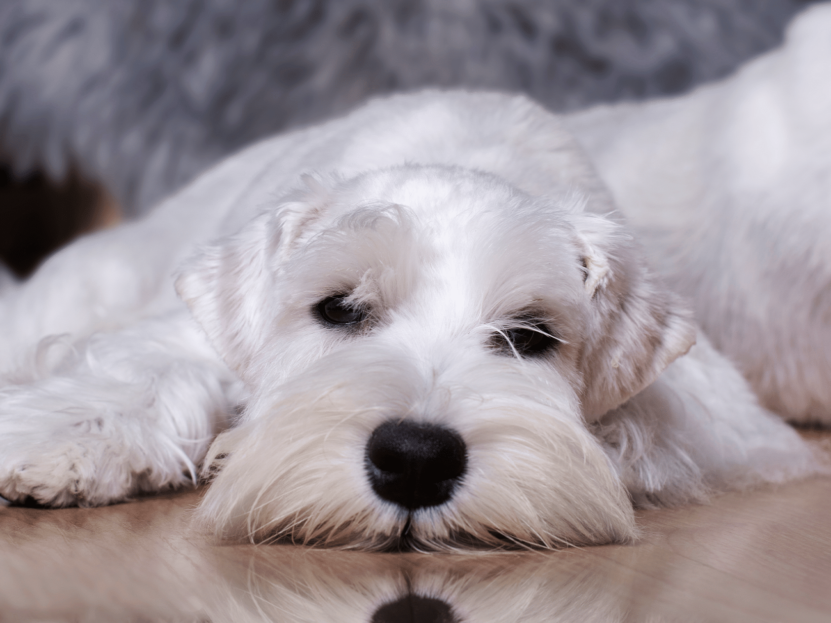 Symptomen van schildklierproblemen bij een hond