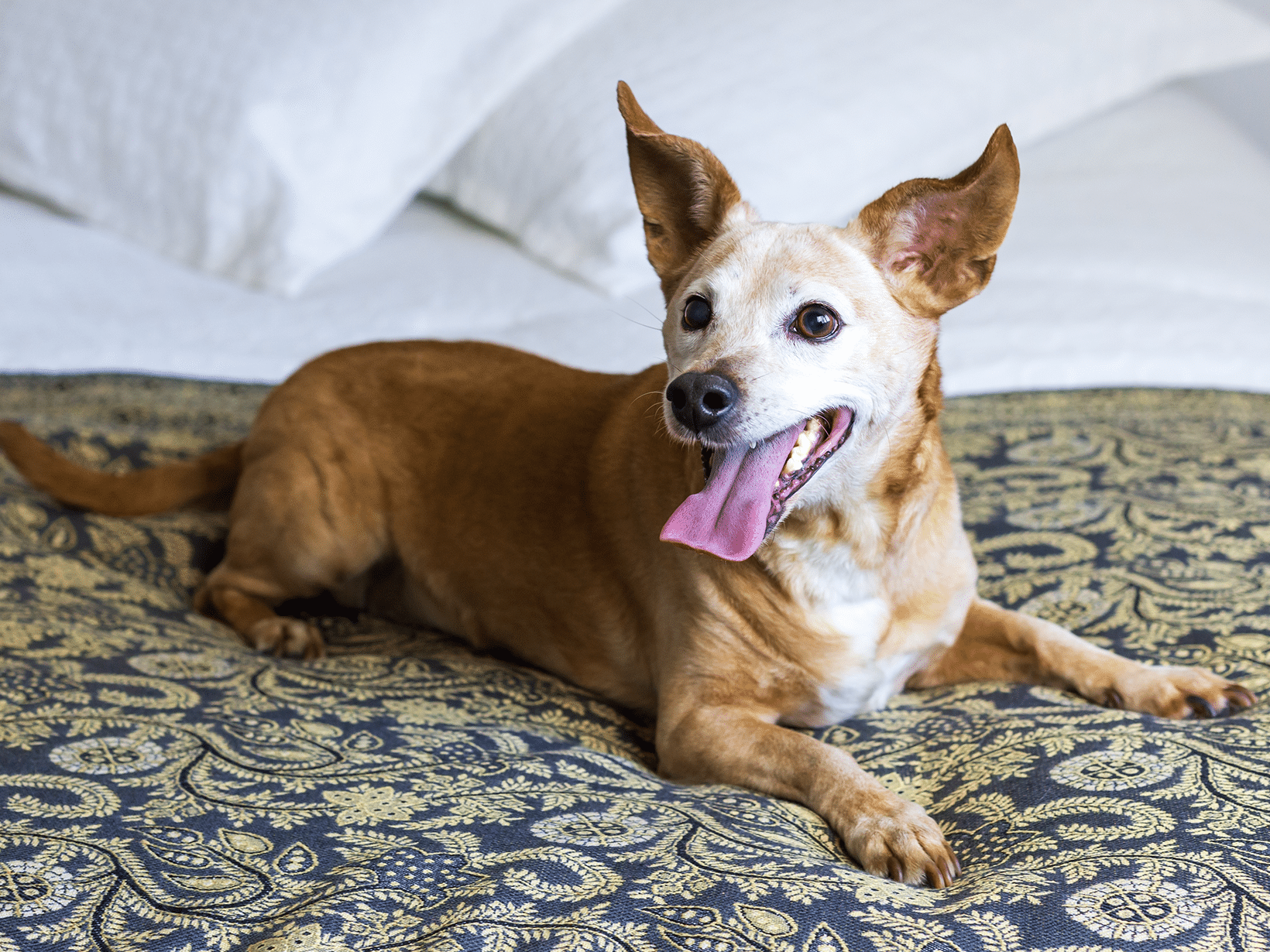 Symptomen van vocht in de longen bij een hond