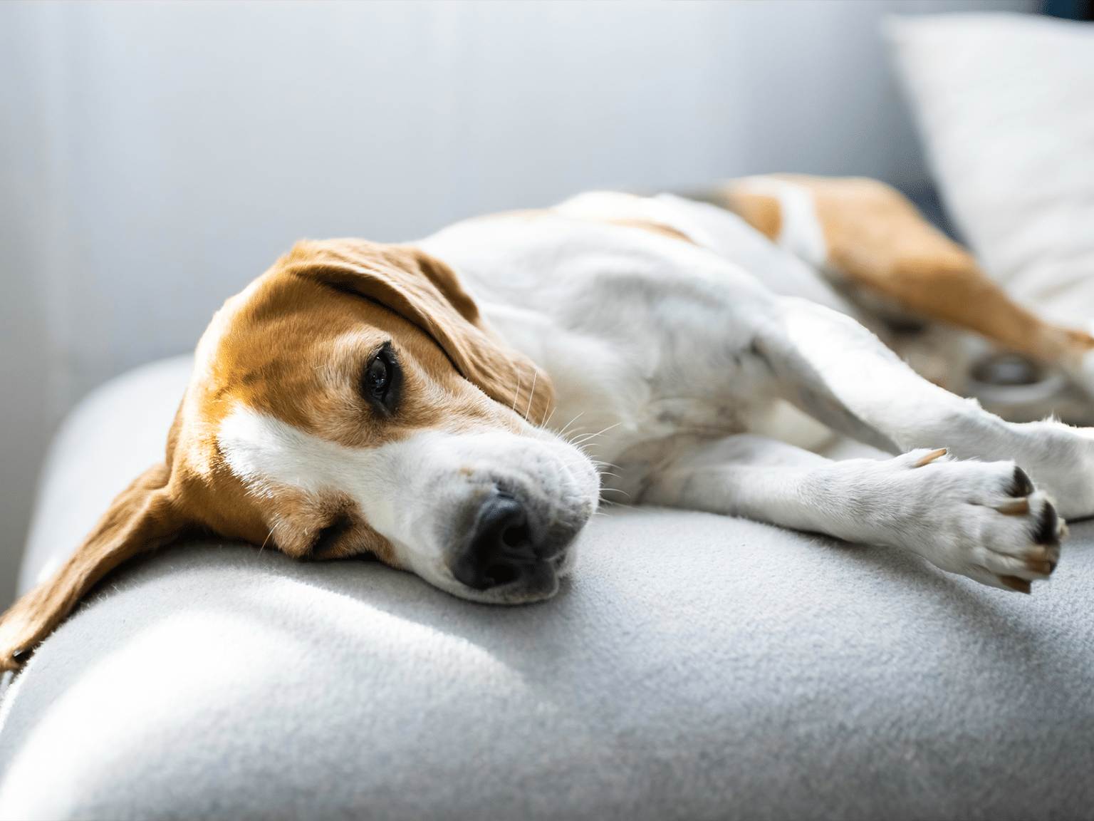 Symptomen van een zieke hond, herken en help je huisdier