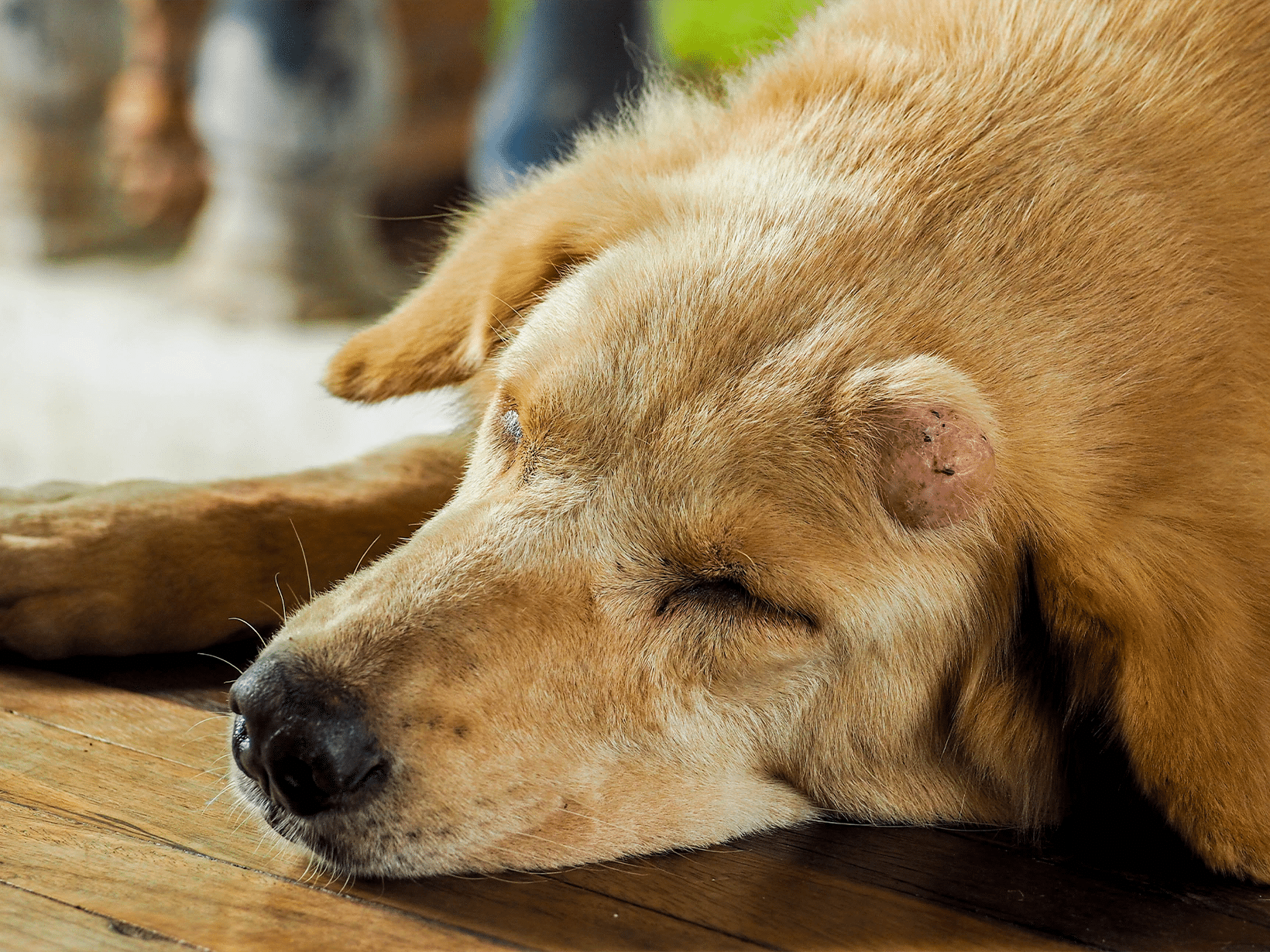 Symptomen van huidkanker bij een hond