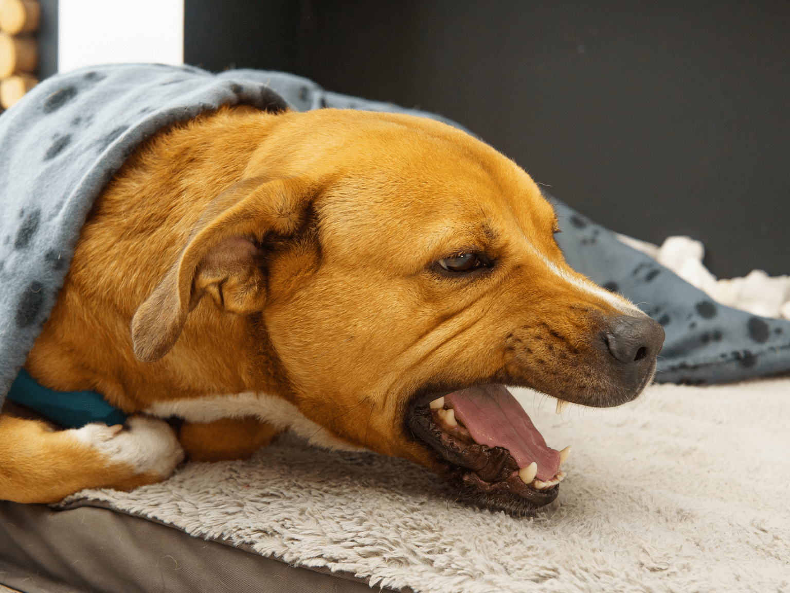 Symptomen van kennelhoest bij een hond, herken en behandel