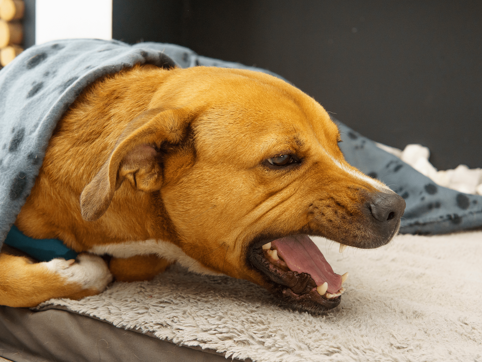Symptomen van kennelhoest bij een hond