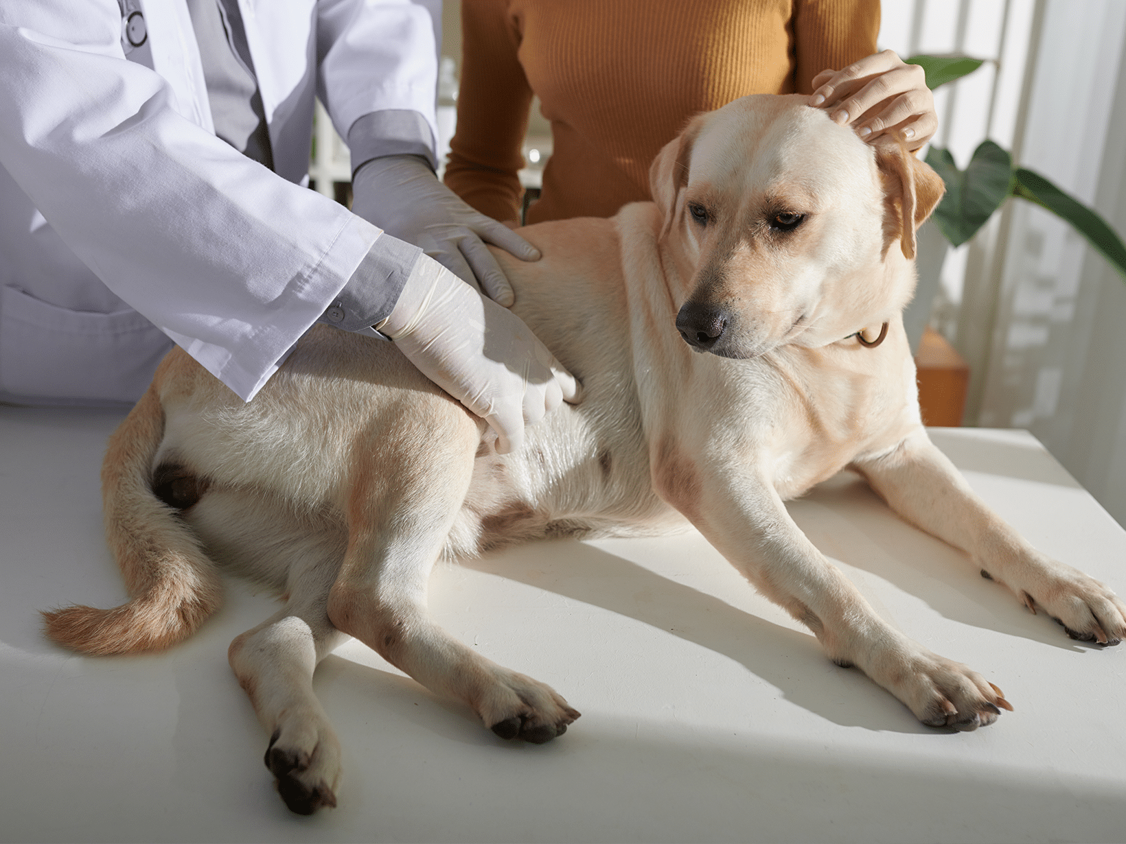 Symptomen van koliek bij een hond