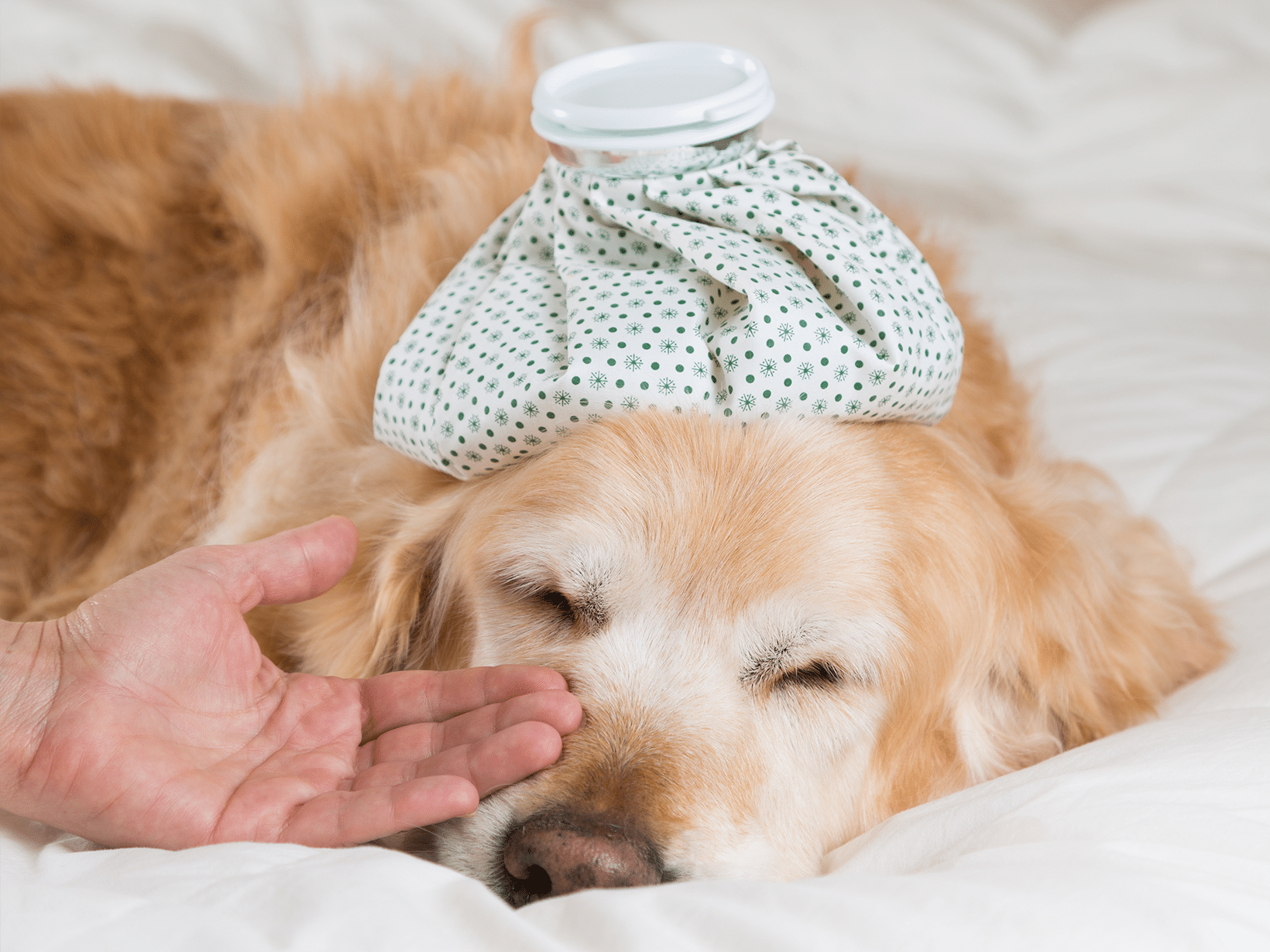 Symptomen van koorts bij een hond