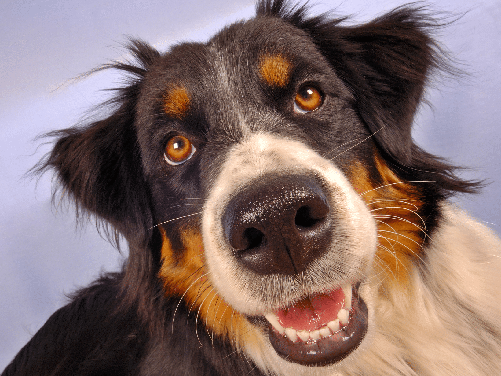 Symptomen van een beroerte bij een hond