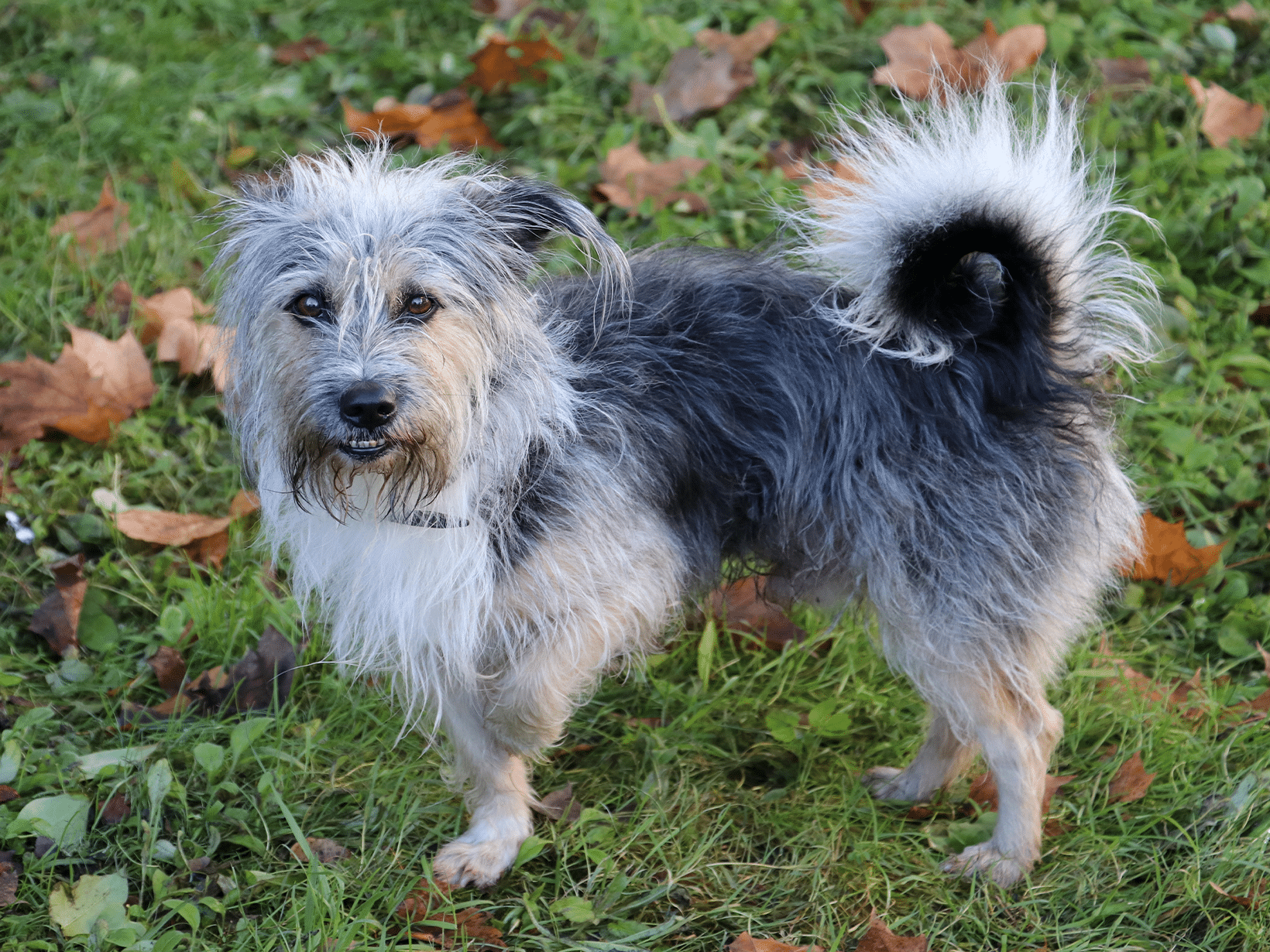 Symptomen van elleboogdysplasie bij een hond