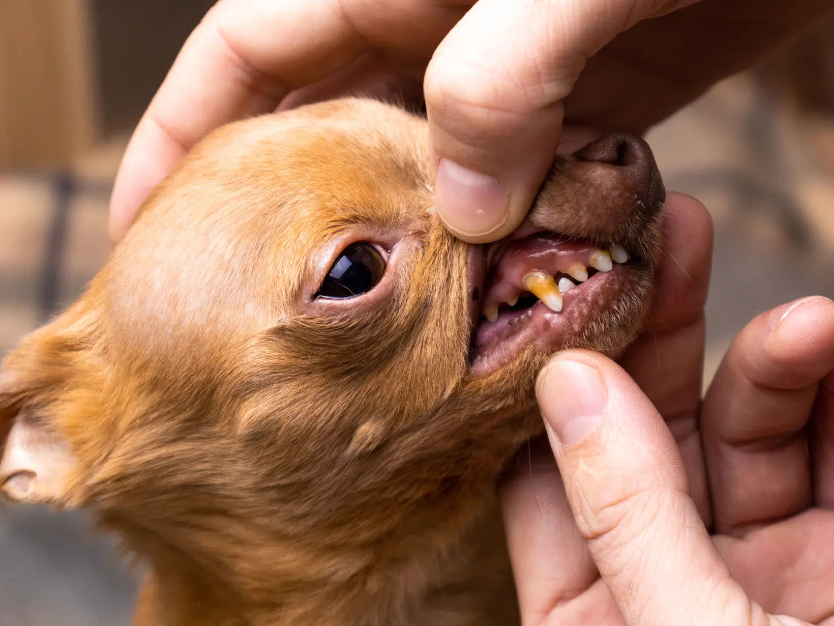 Symptomen van gebitsproblemen bij een hond