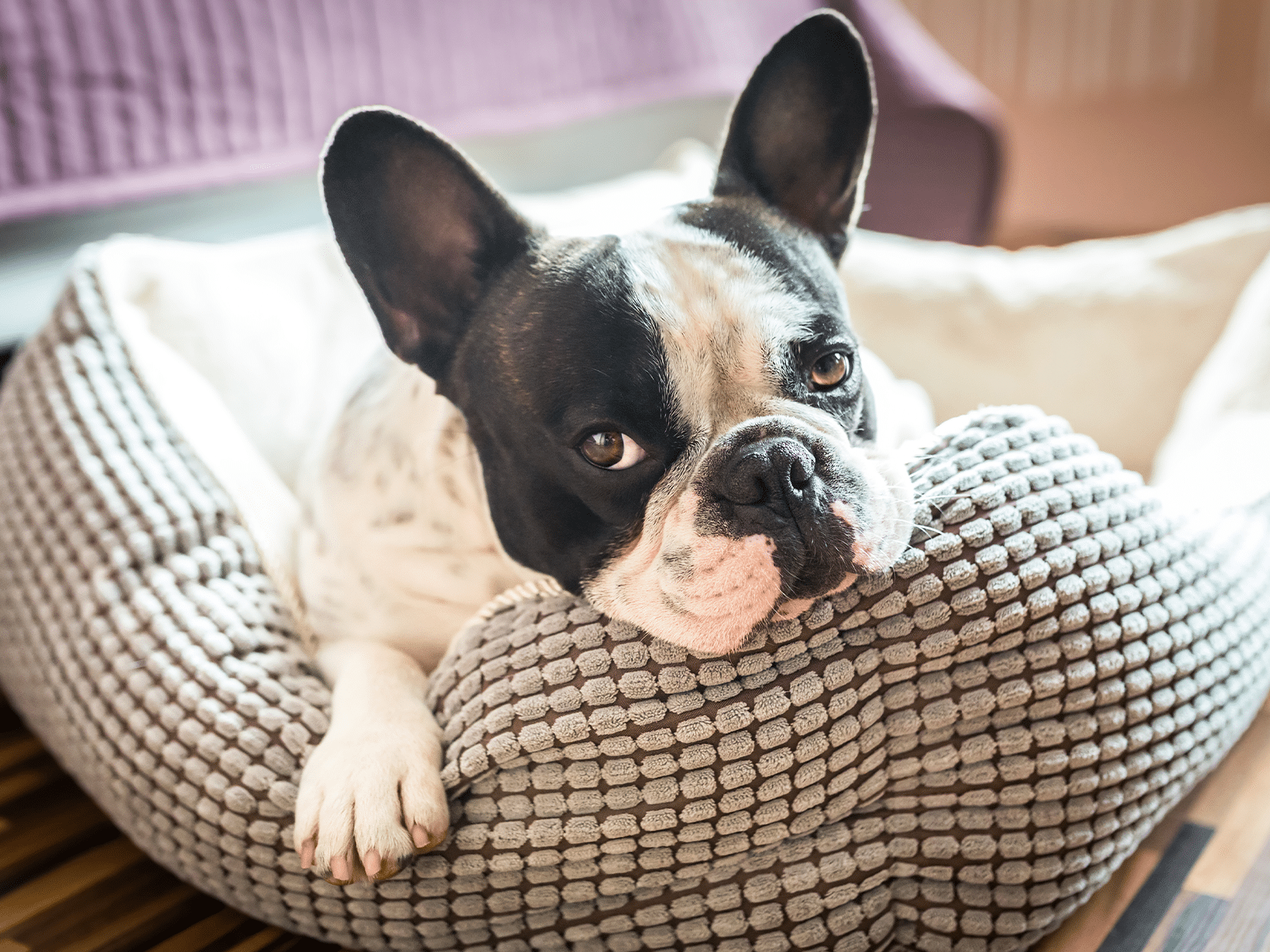 Symptomen van gewrichtspijn bij een hond