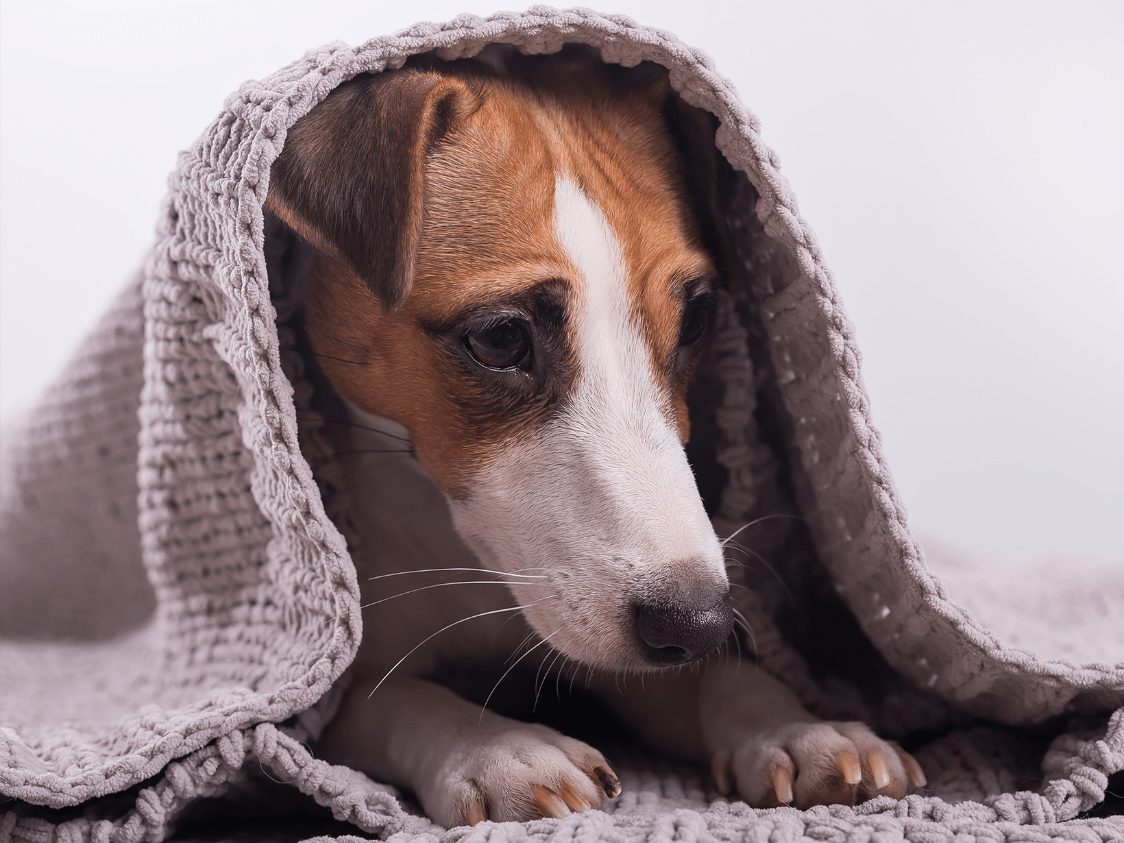 Symptomen van griep bij een hond