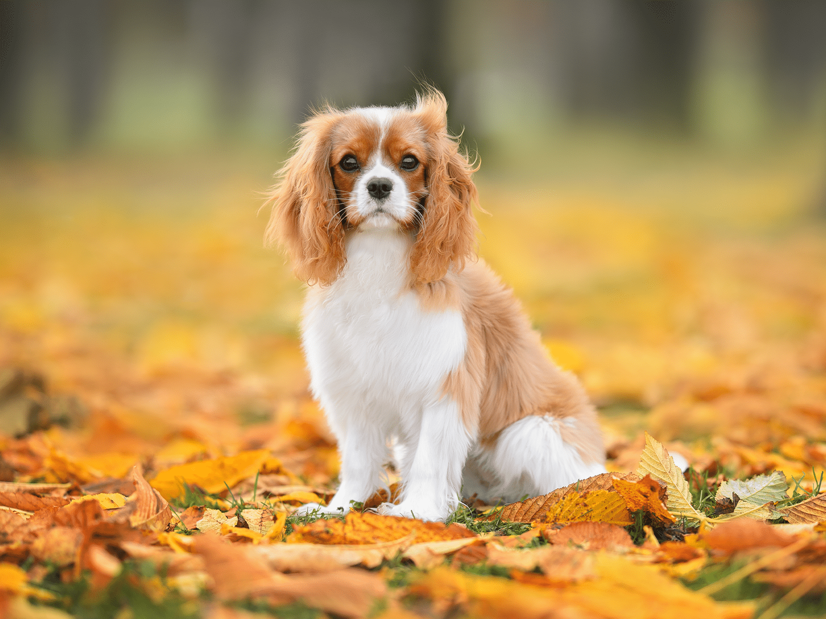 Symptomen van HD bij een hond