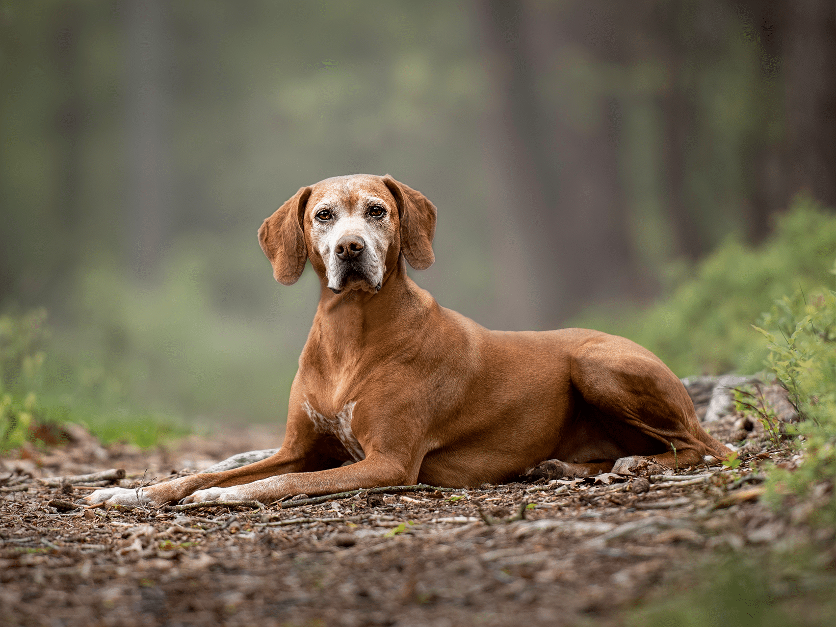 Symptomen van hersenvliesontsteking bij een hond