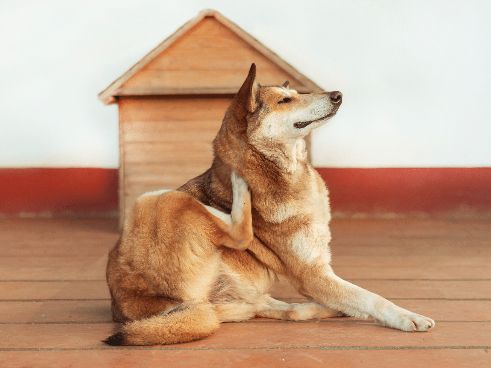 Symptomen van huidschimmel bij een hond