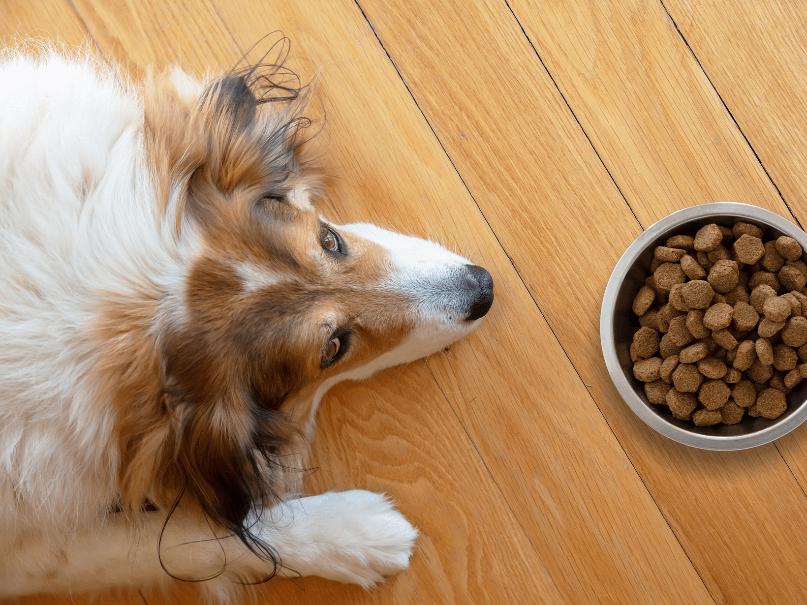 Symptomen van kaliumtekort bij een hond