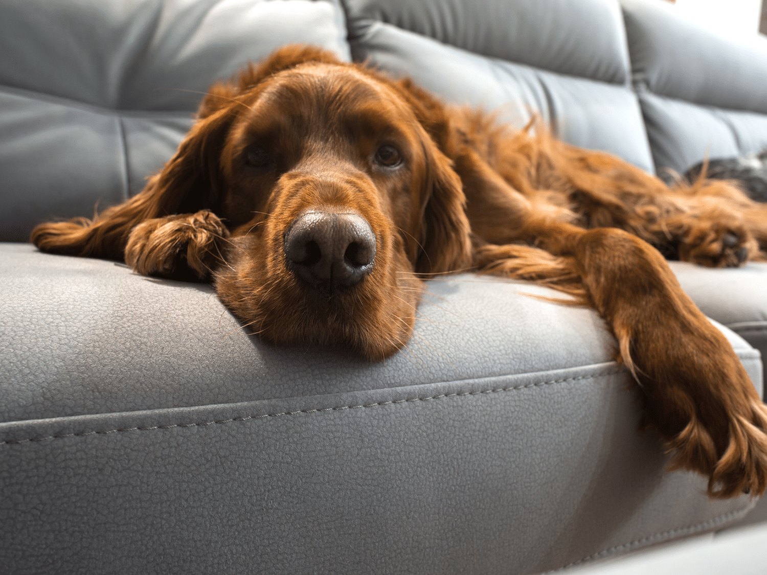 Symptomen van kanker bij een hond, herken de tekenen vroegtijdig