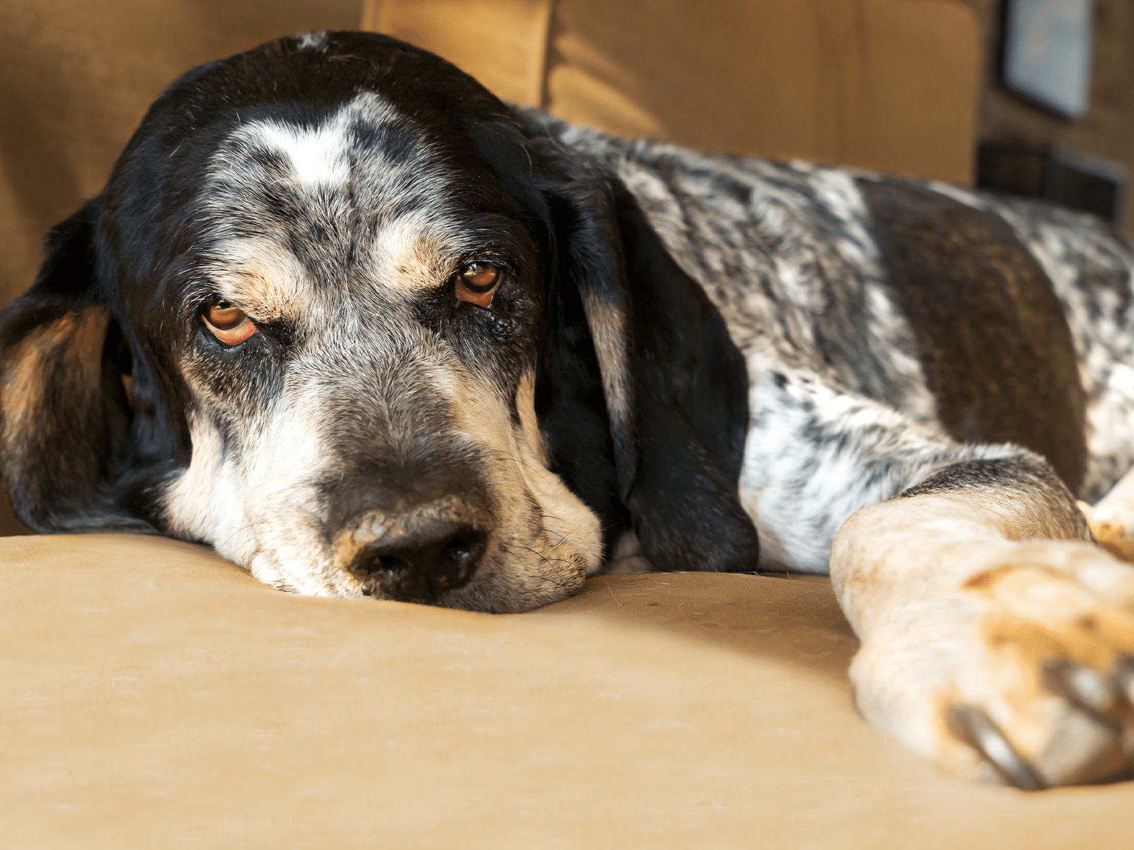 Symptomen van Leishmania bij een hond