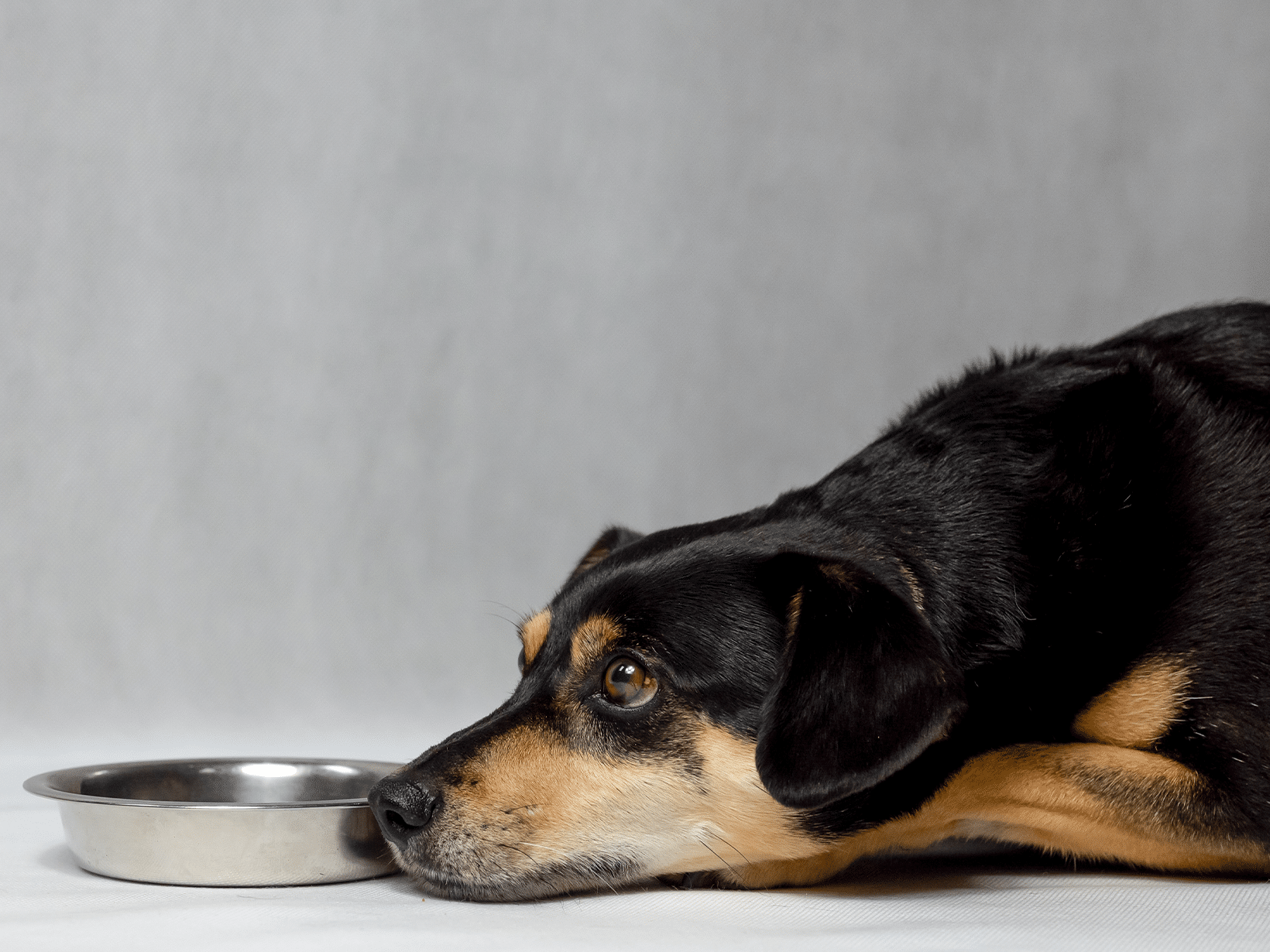 Symptomen voor een hond te ontwormen