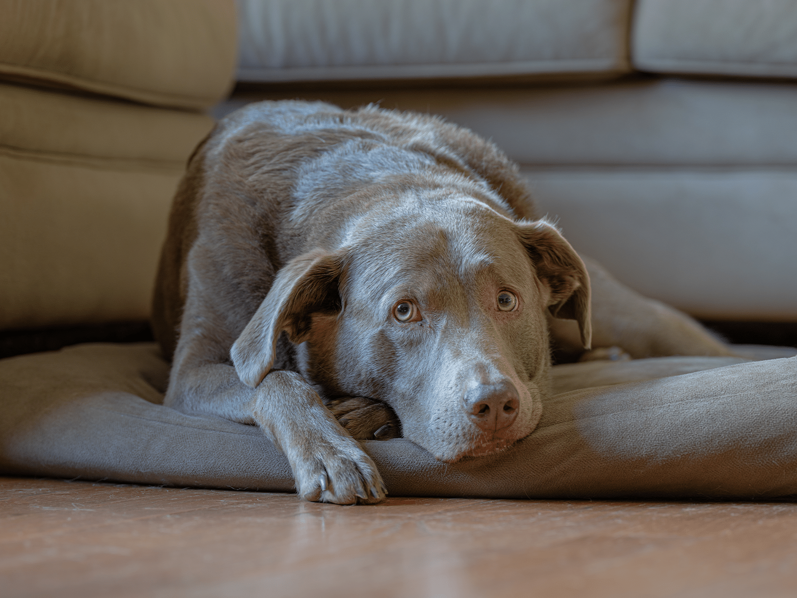 Symptomen van maagkanker bij een hond