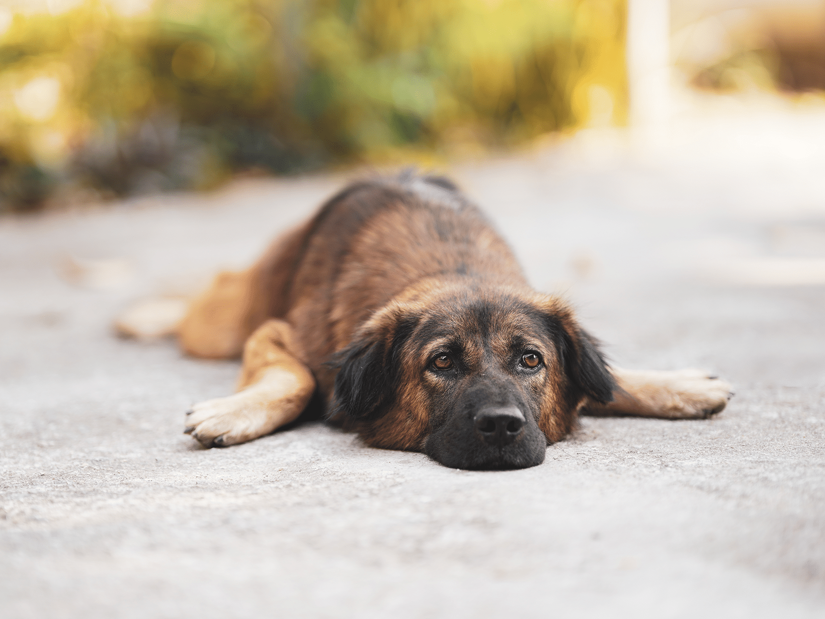Symptomen van maagkanteling bij een hond