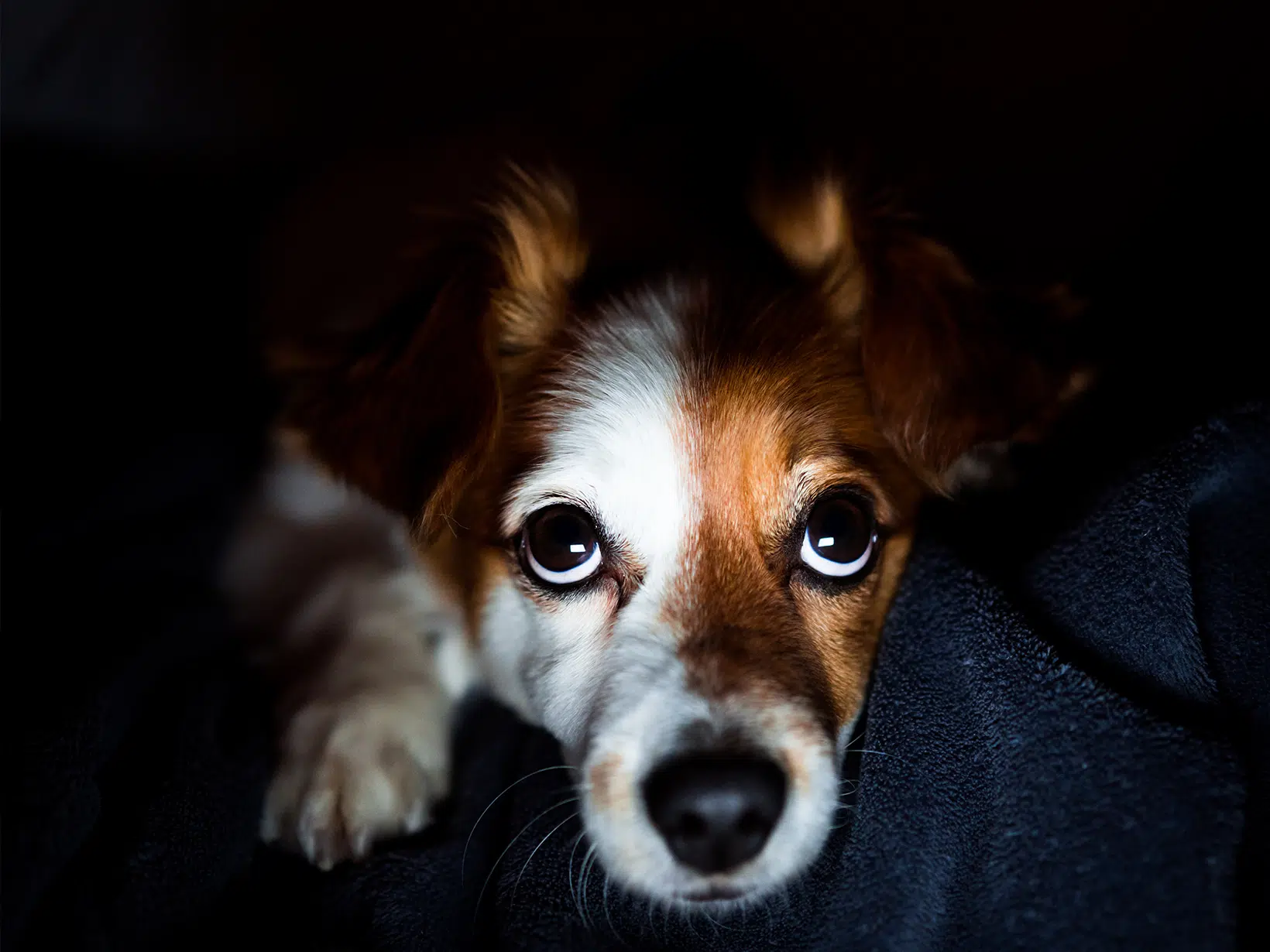 Symptomen van nachtblindheid bij een hond