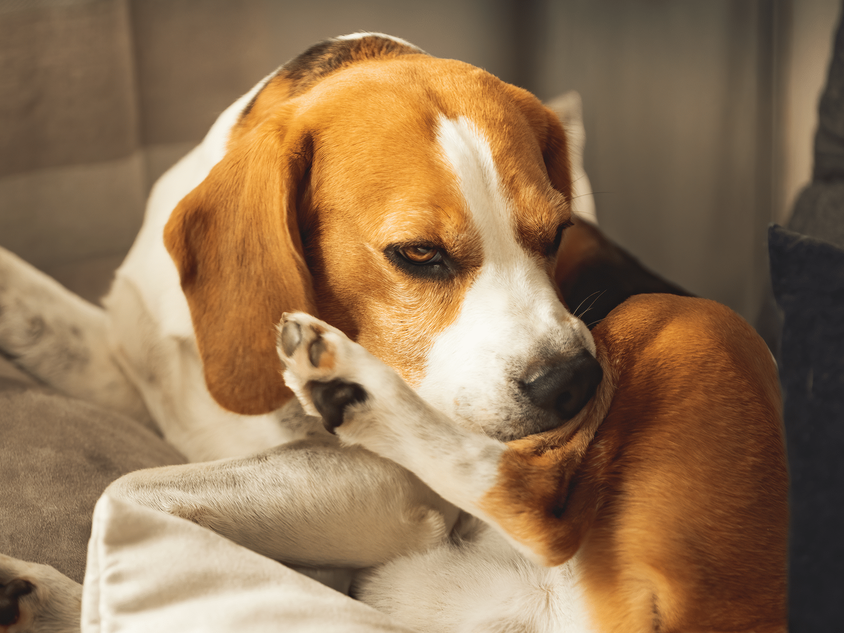 Symptomen van het ontgiften van een hond