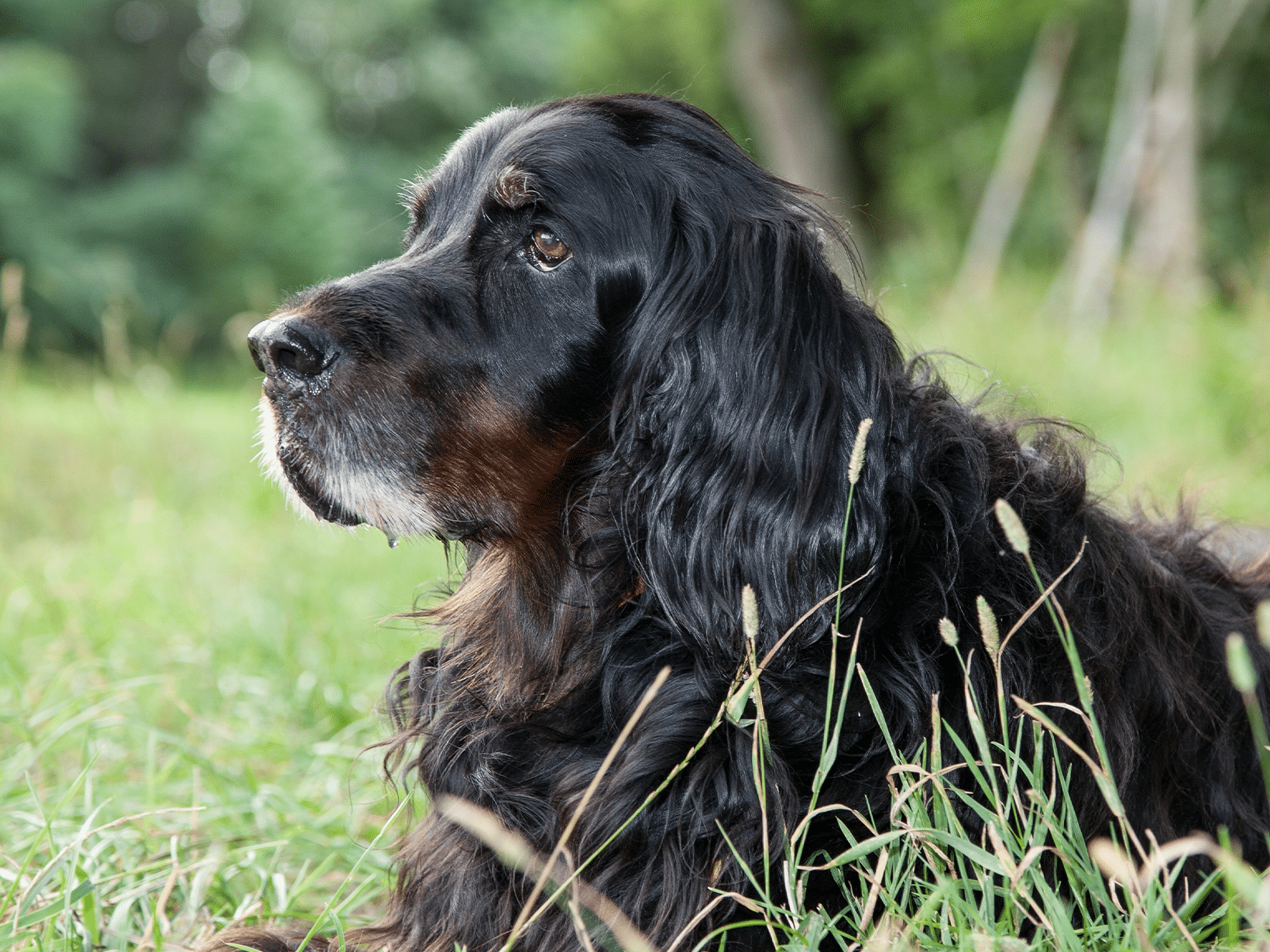 Symptomen van overbelasting bij een hond