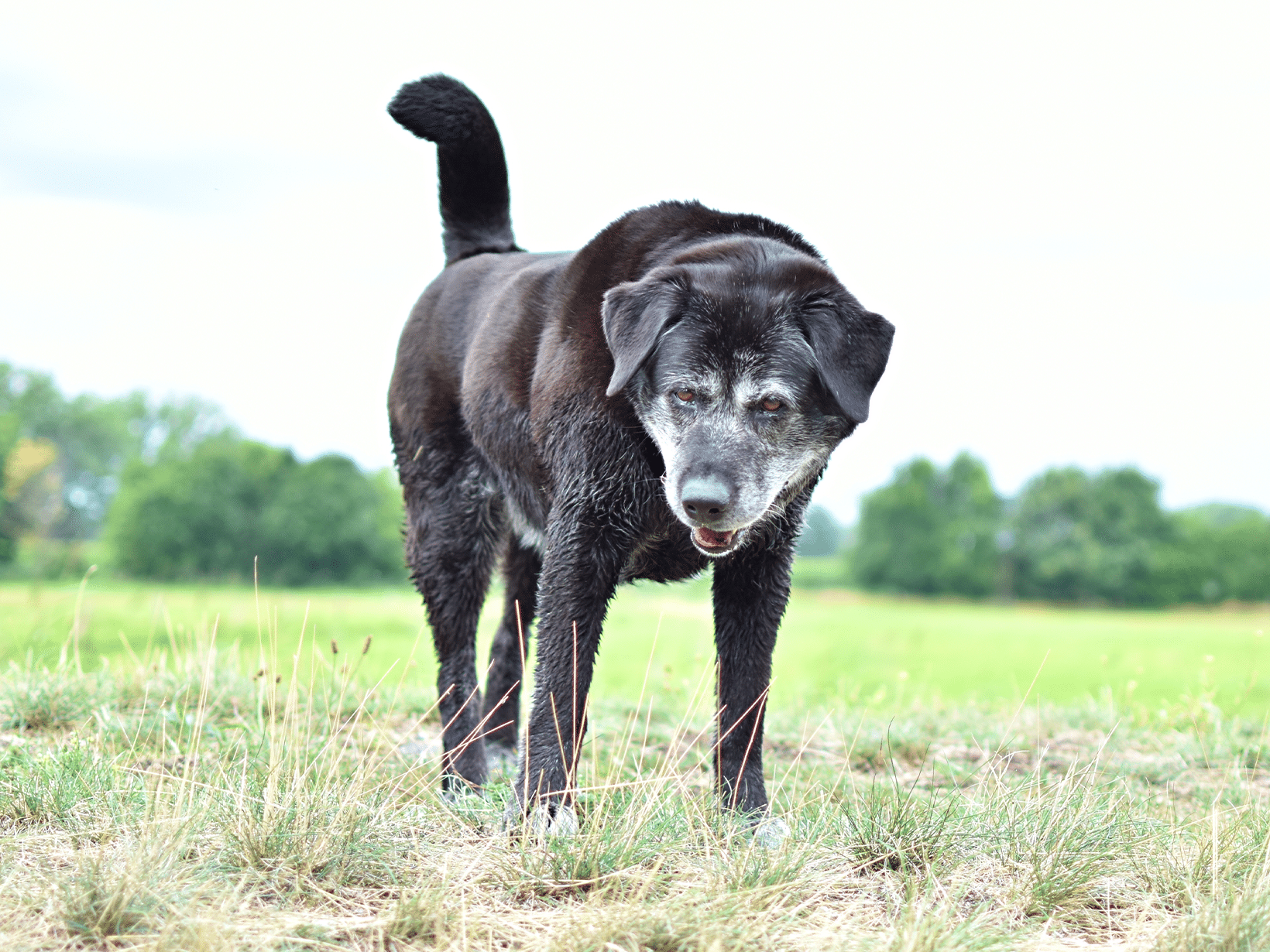 Symptomen van parkinson bij een hond