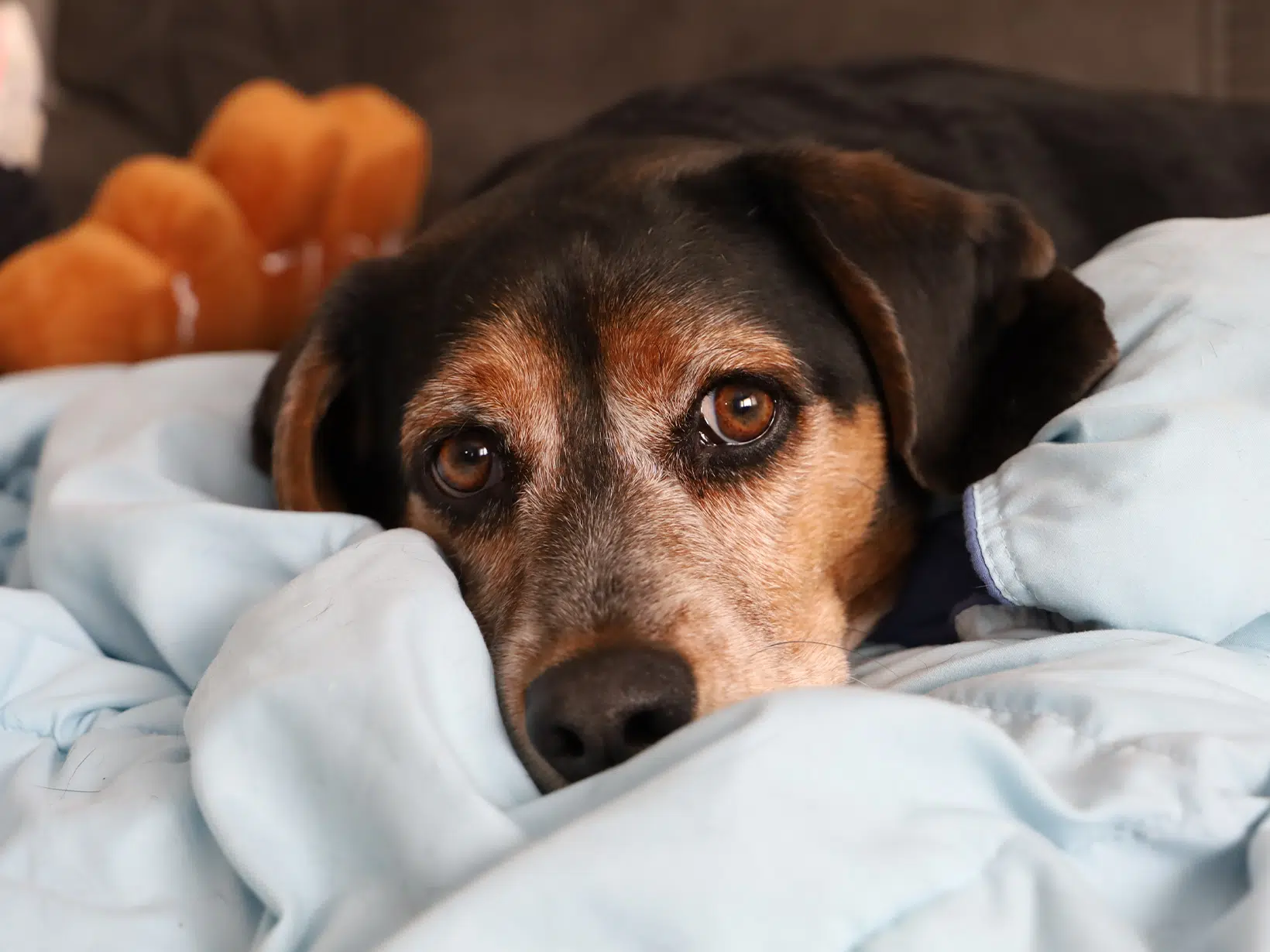 Symptomen van pijn bij een hond