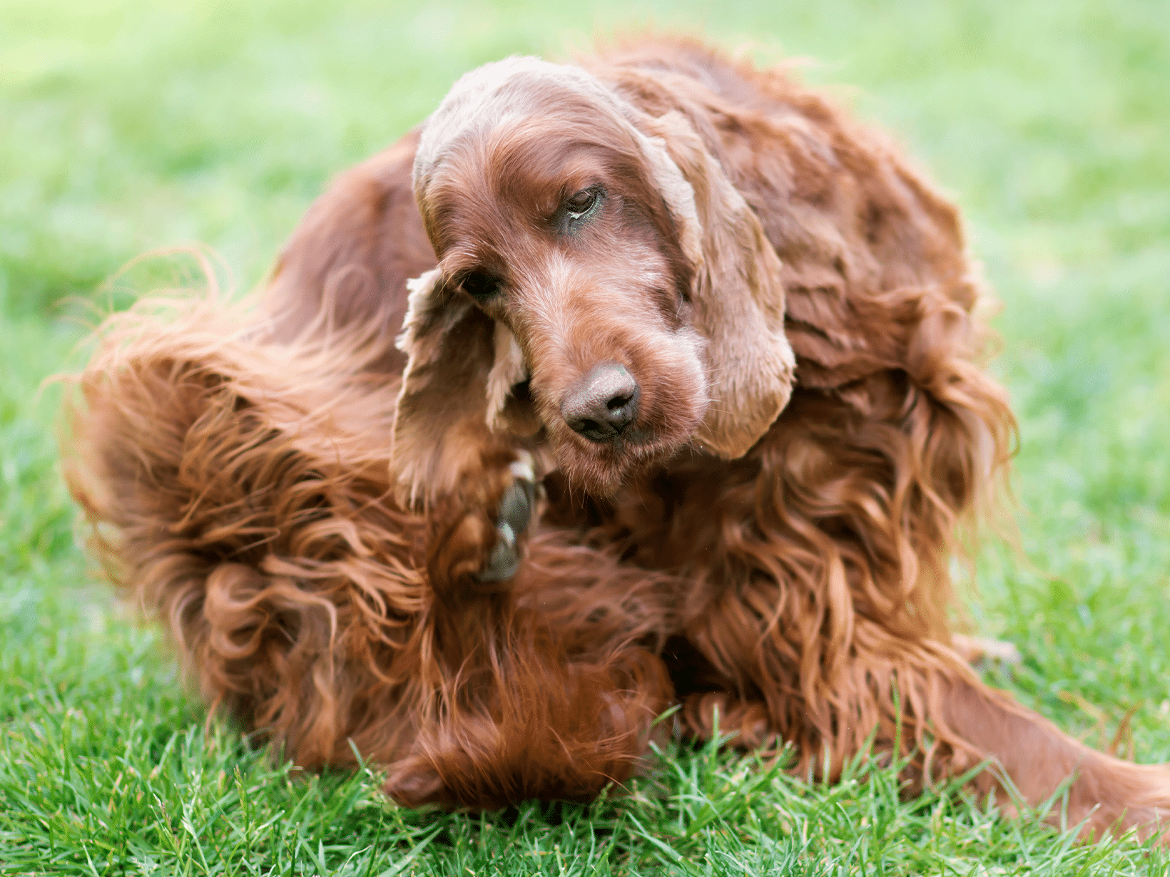 Symptomen van SM&CM bij een hond