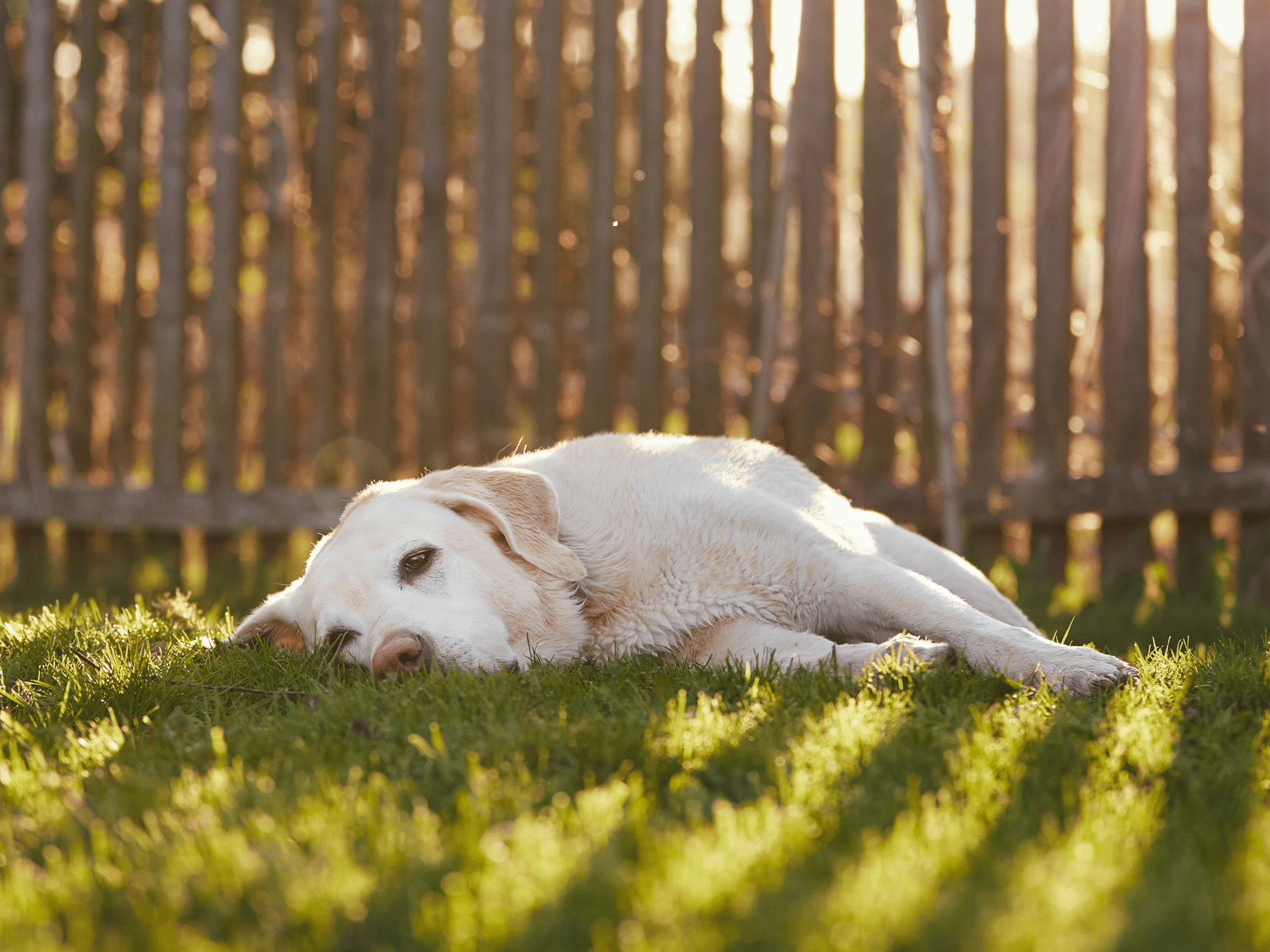 Vergiftiging symptomen van een hond