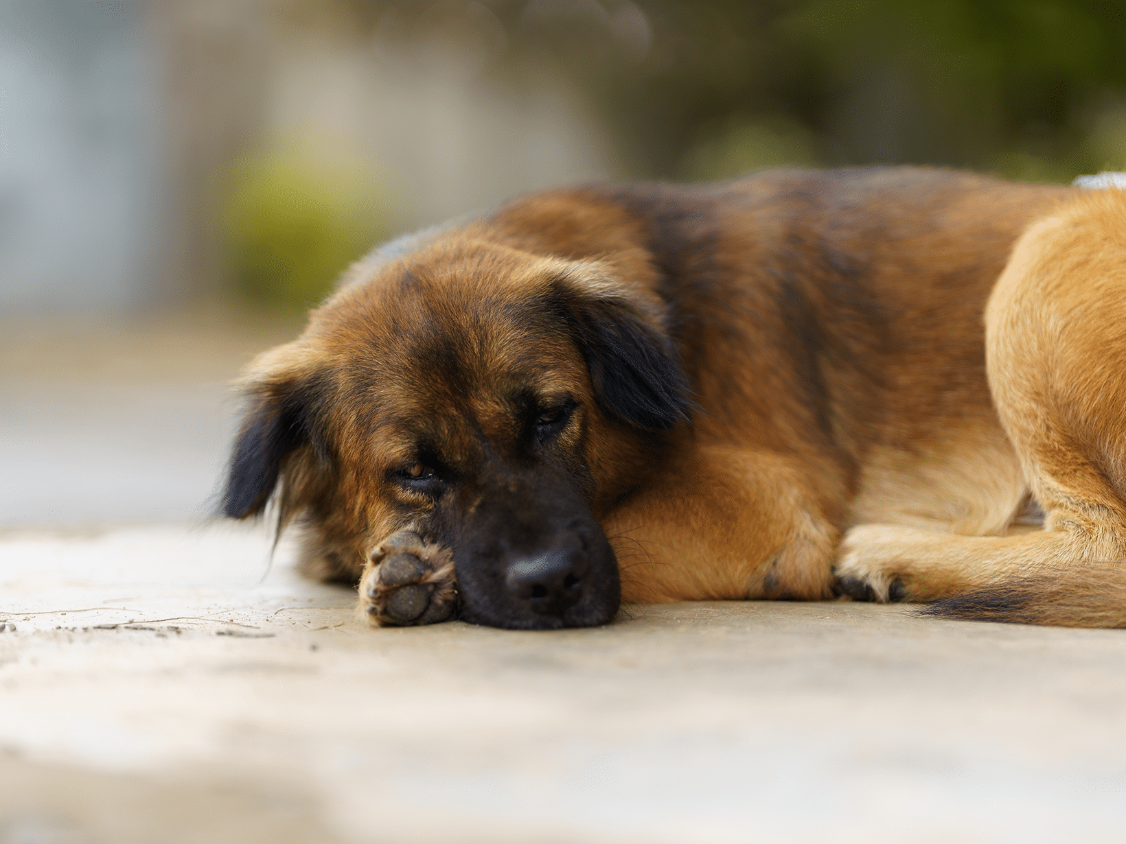 symptomen ziekte van Weil bij een hond