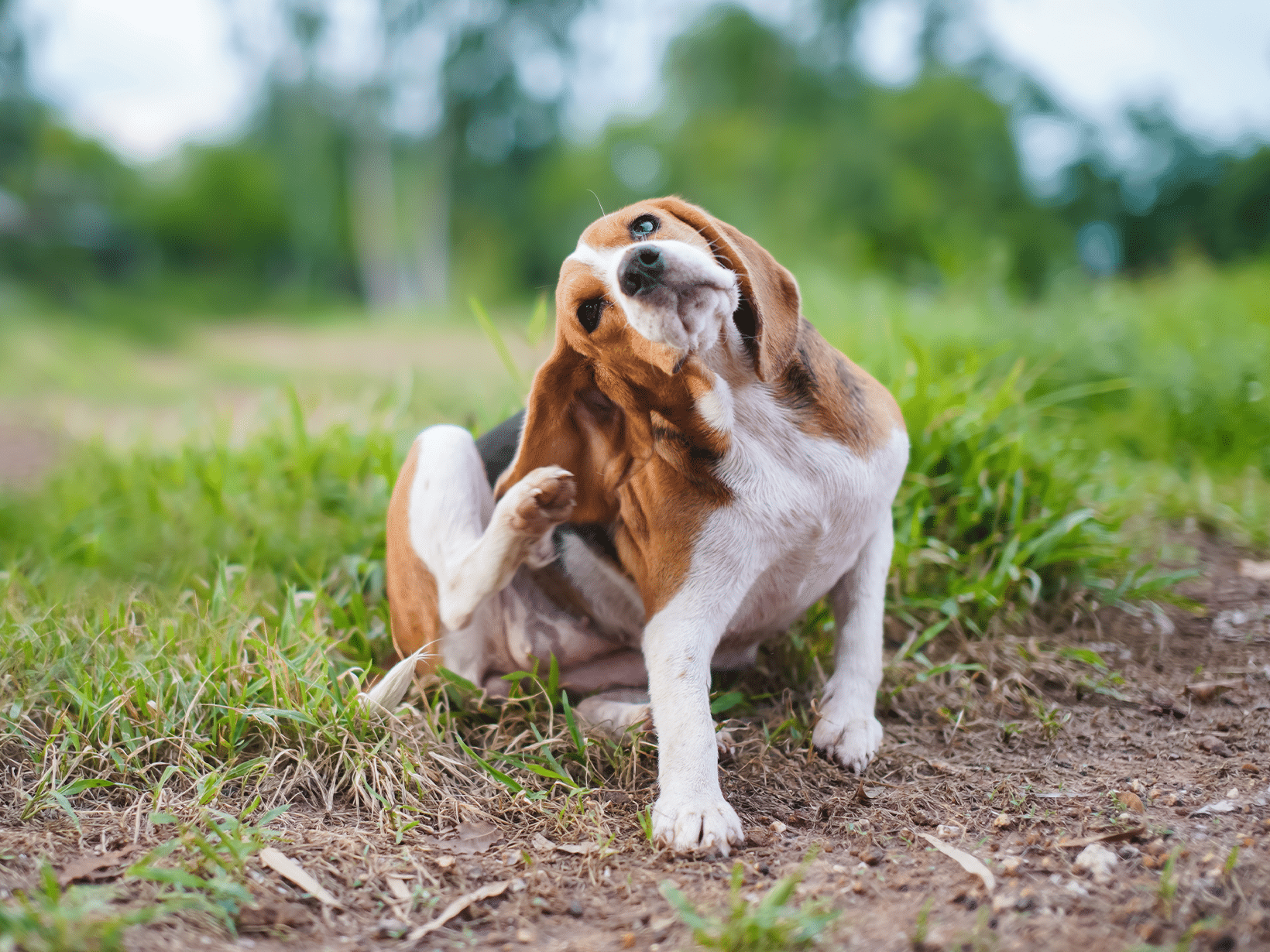 Syringomyelie symptomen bij een hond