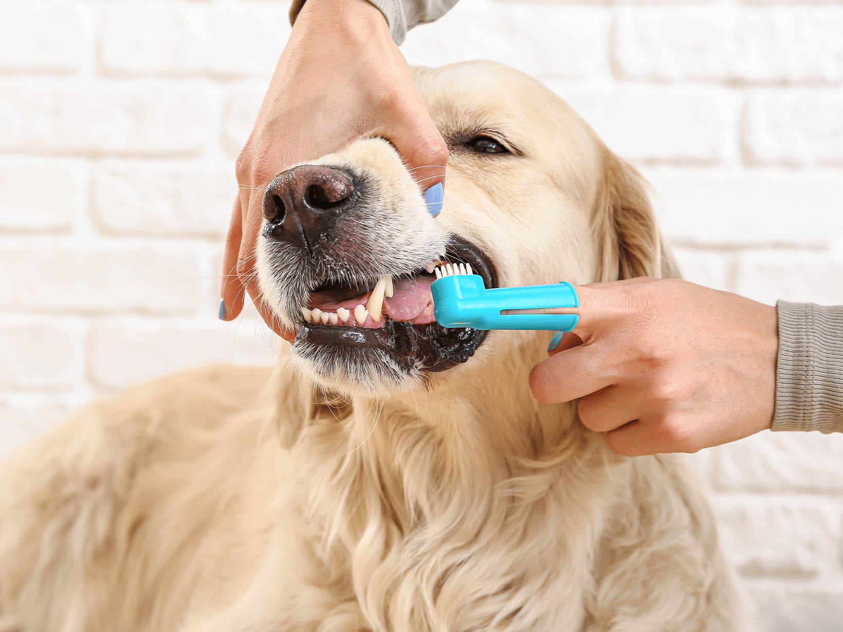 Symptomen van tandsteen bij een hond