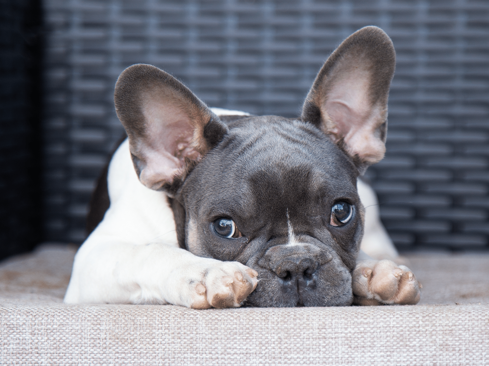 Symptomen van toxoplasmose bij een hond