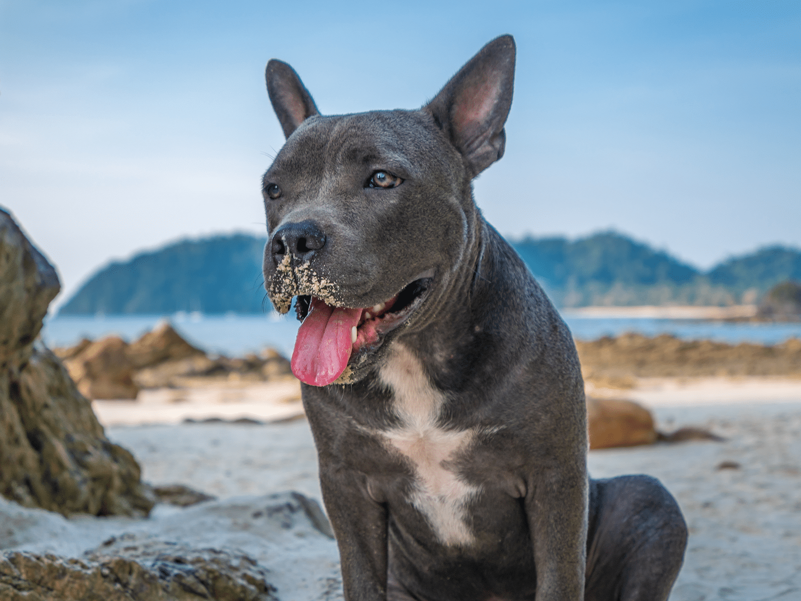 Symptomen van tracheacollaps bij een hond