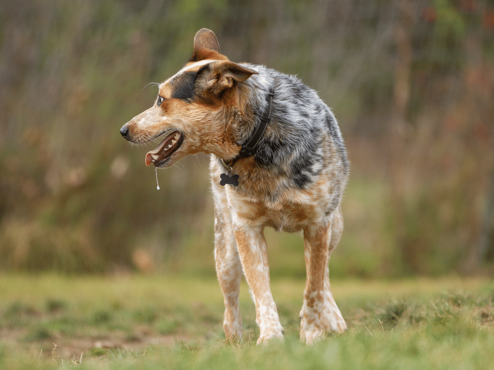 Voedselvergiftiging symptomen bij een hond